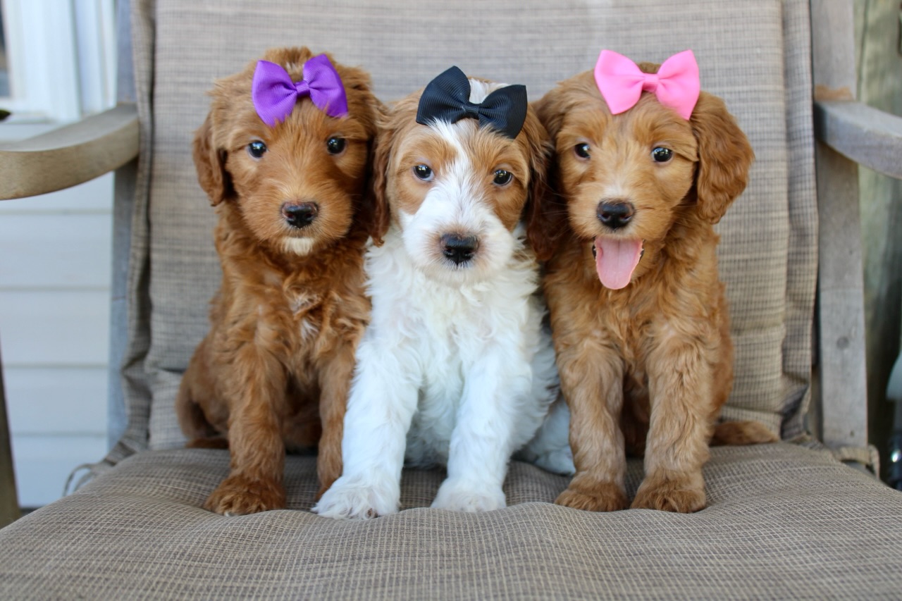 The last ladies 🐶 These sweet girls are medium Goldendoodles, estimated to weigh 30-45lbs at maturity! They are ready to go on August 22nd & we will be delivering to Georgetown (8/22), Leander(8/22), Houston(8/23), and San Antonio(8/23) 🚗 We also offer local pick up in Comanche or personally flying your puppy to your local airport!
Truffle💜: Lap dog! Confident, human focused, & snuggly!
Brownie🖤: Miss independent! Human focused, smart, & playful!
Cookie🩷: Life of the party! Outgoing, affectionate, & adventurous!
Apply on our website: centraltxdoodles.com/puppy-application
Don’t miss your chance to grab one of the last Goldendoodles of the year here at CTD 🫶🏼