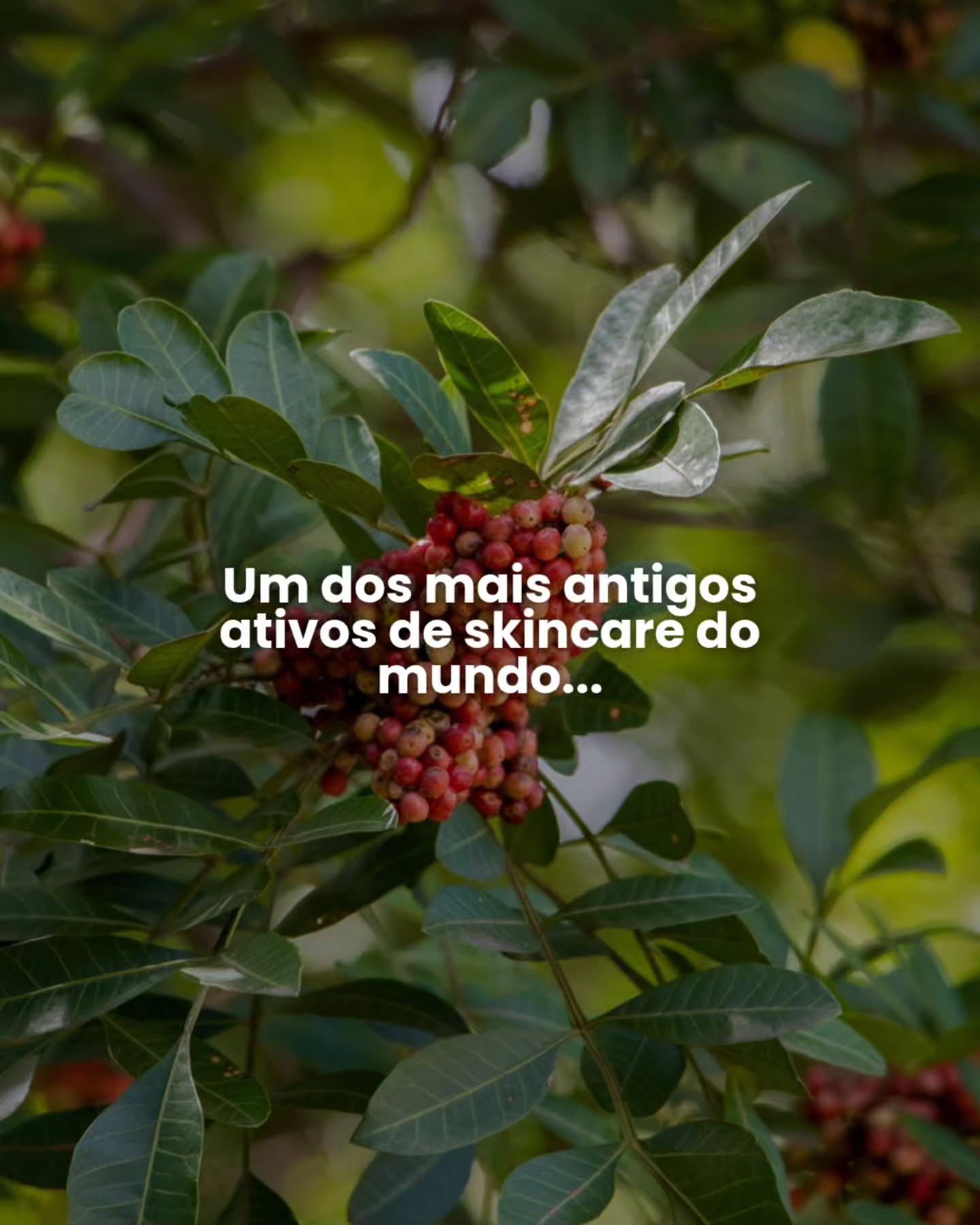 Os hidrolatos são uma das formas mais delicadas de se relacionar com uma planta: água, aroma e matéria vegetal transformados pela destilação em uma experiência sensorial única.
Para este inverno, escolhemos a Pimenta Rosa, uma planta nativa da nossa Mata Atlântica.
Afinal, acreditamos que ritualizar uma planta também seja uma forma de perceber o tempo.
E, neste inverno, o convite é esse: menos pressa, mais presença.
🌿 Hidrolato de Pimenta Rosa Vegalótus
Uma planta brasileira para ritualizar a estação.
