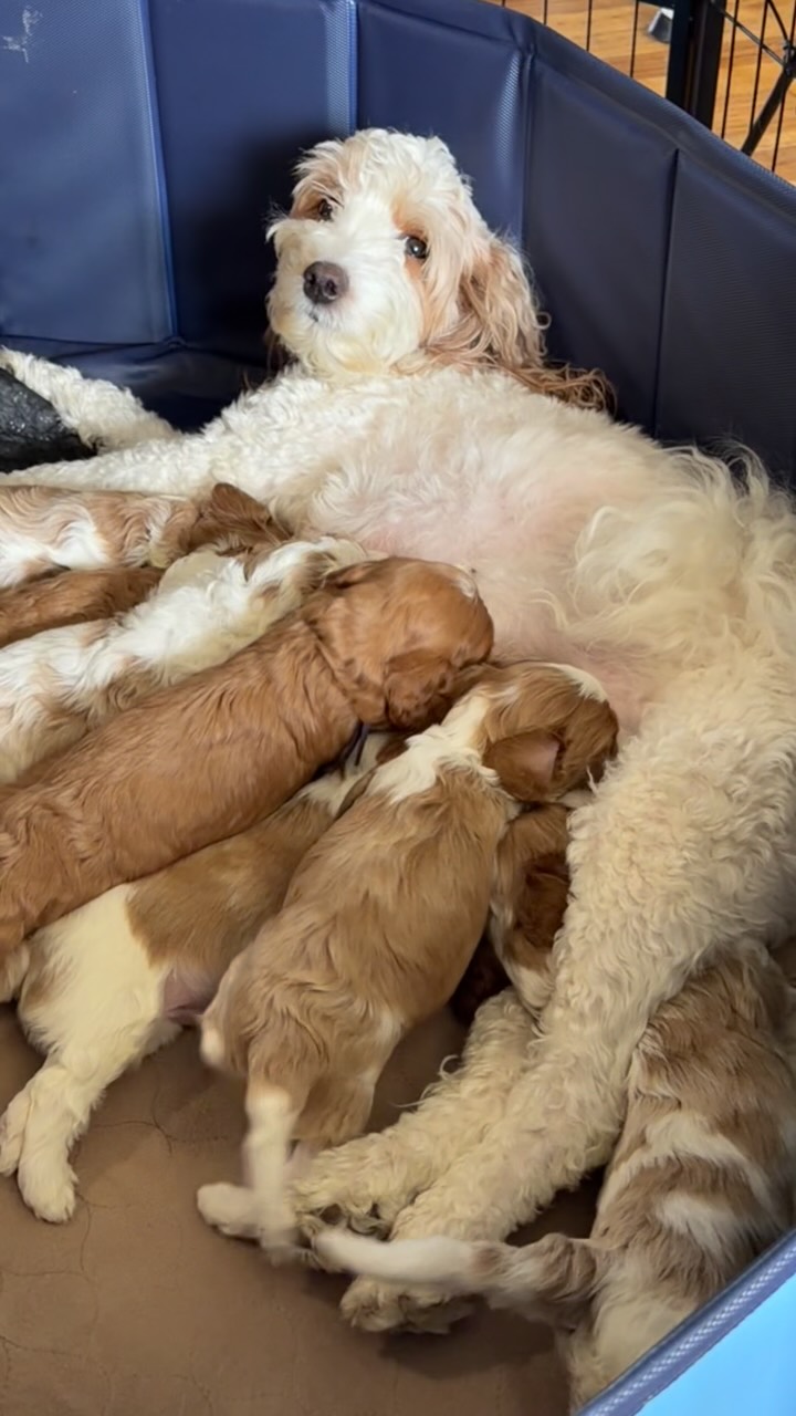 Cavapoo puppies ready 9/13!!! #cavapoo #puppies #puppypawscolorado #doodlepuppy #puppylove
