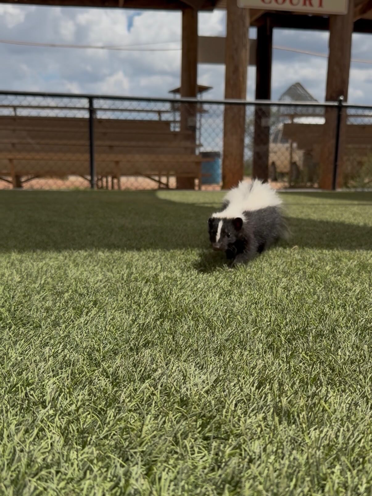 Come meet Ginseng! This Saturday the 15th at the creature feature show at 11:30! At just 3 months old she is full of energy and loves adventures!
Come hear all about her and how amazing skunks are!
#outofafricawildlifepark #outofafricawildlifeparkandsanctuary #babyskunks #skunks #skunklove