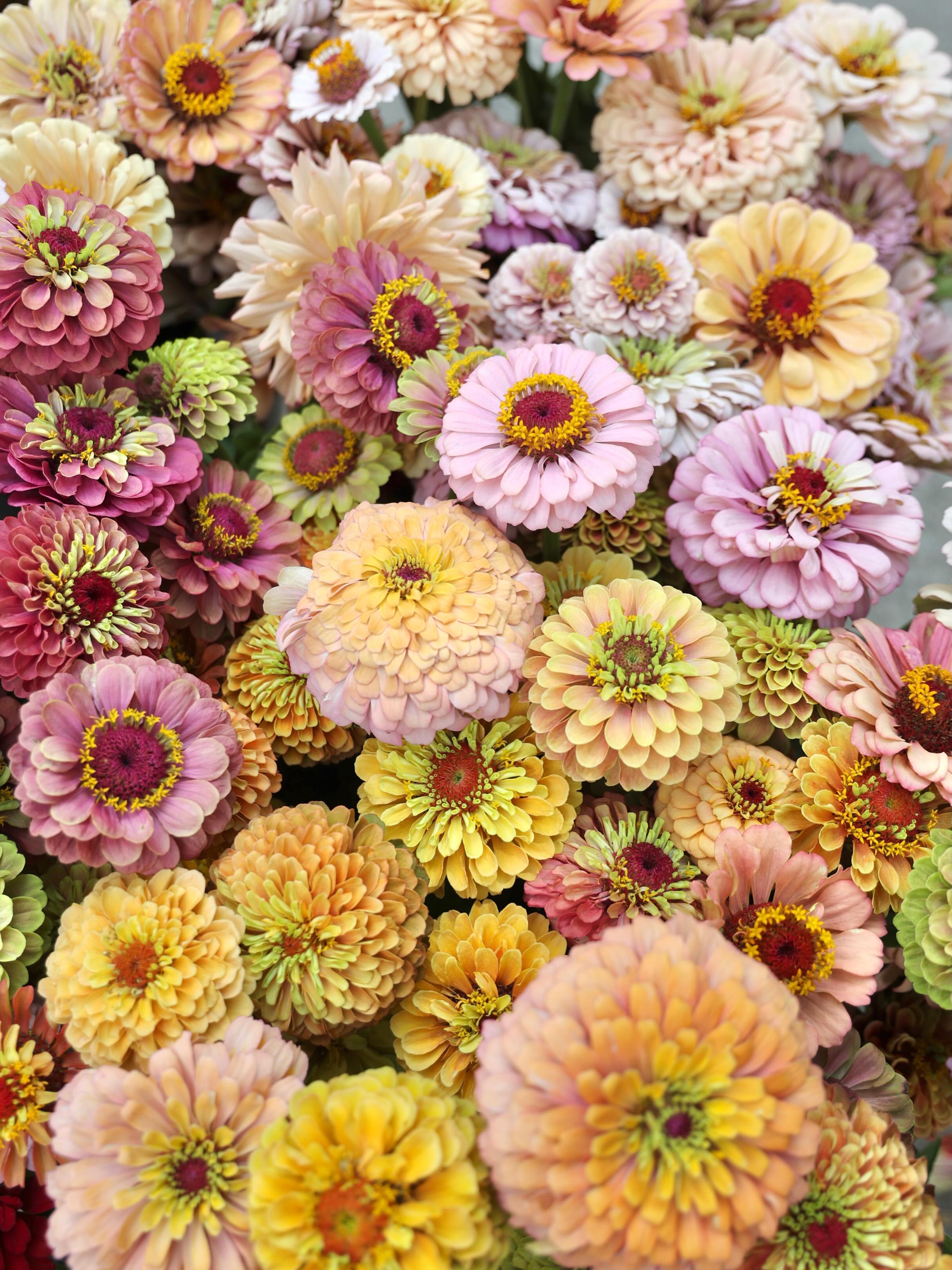 Wow. The zinnias are really stealing the show right now. 💗