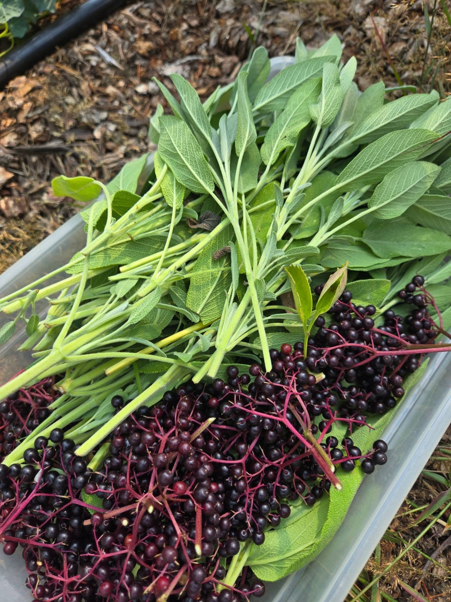 We are starting to feel a few glimmers of abundance that the Food Forest is moving into ✨️
We've snacked on a few chums (cherry plums!), haskaps, sampled our first arronia berry and are eagerly awaiting our two pears that are ripening on the tree!🍐🍐
We've harvested a wee basket of elderberries to dry for tea, a noteworthy chamomile haul, and though the mint is moderate at the moment, we all know it will be in no shortage in the years to come! Oh yeah and sage for days! I keep planting all my left over starts season after season and it's really becoming something. 🙃 🌿
The echinacea is on its second season and is in full bloom! All the self seeded poppies graced us with another fabulous meadow this season. Pops of marigolds and calendula are making their annual appearance.
It's such a sanctuary of diversity and abundance for us but the important thing is it's not just for us - it's a little ecosystem teeming with all sorts of life. It's been such a joy to watch it grow and to notice all the diversity showing up.
#kootenaycornergardens #foodforest