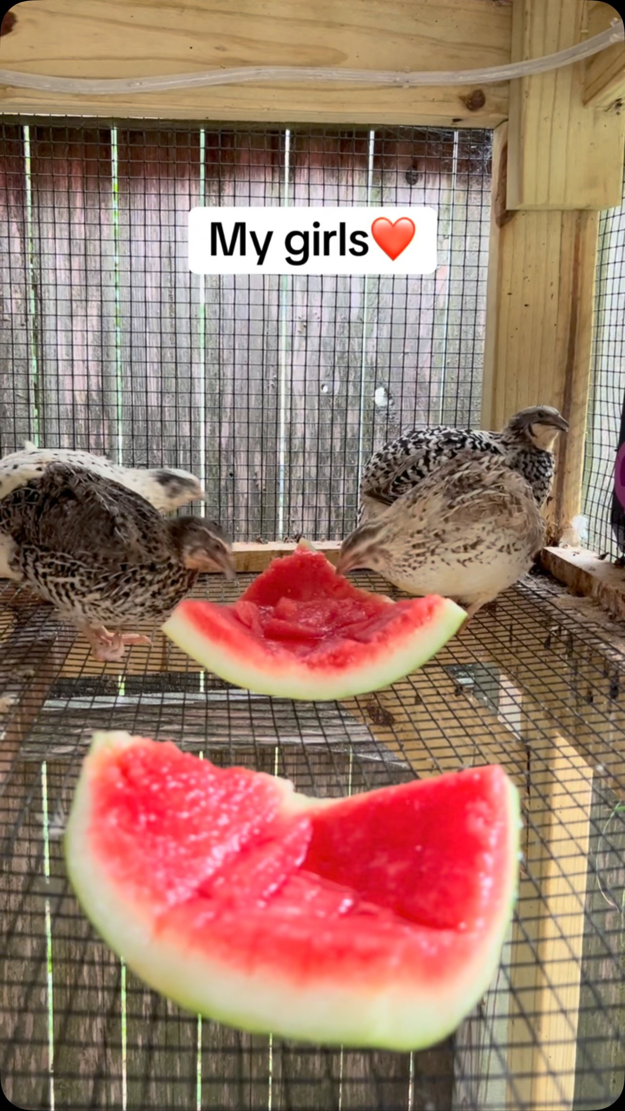 A little treat for the girls ❤️