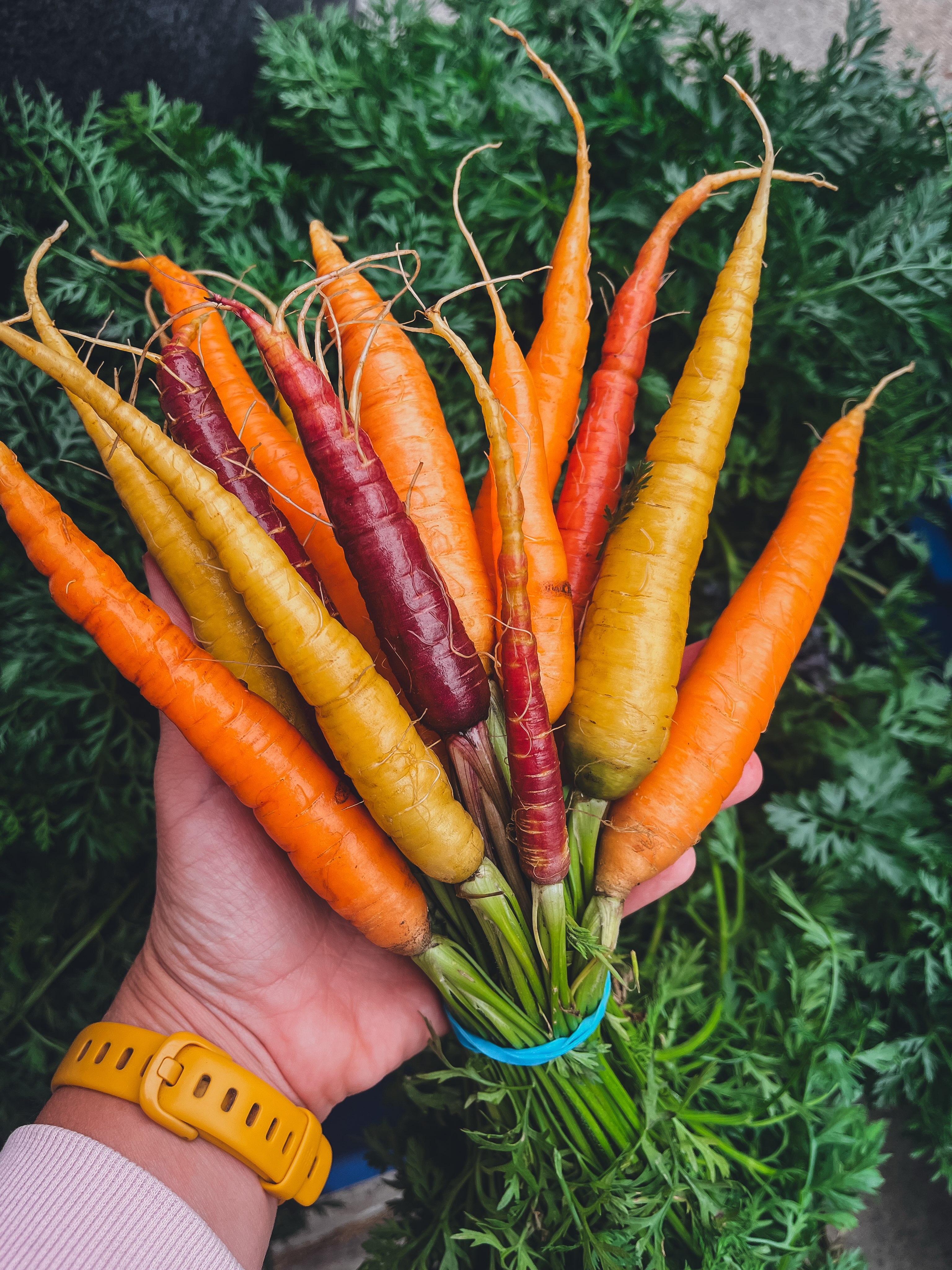 Our online market is open for ordering!
Pickup is Tuesday, 4:30-5:30 in Brandon.