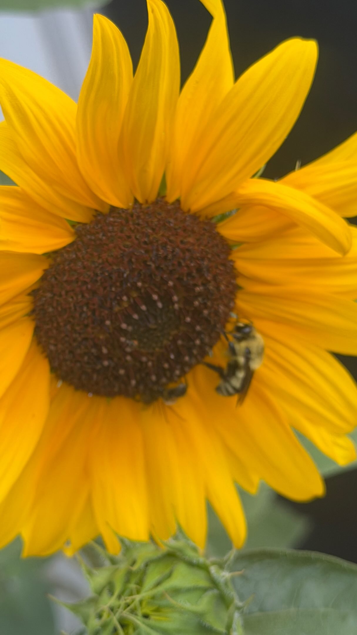 Interested?
#elevatedskye #how🍀 #community #saltlakecity #soundbowls