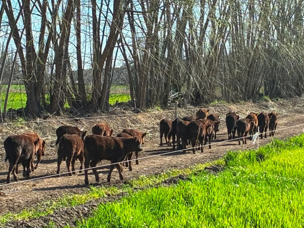Preparando la temporada de servicio de primavera.
Las vacas de primer parto representan una de las categorías más desafiantes del rodeo. Todavía están creciendo, están criando su primer ternero y necesitan recuperar rápidamente su actividad reproductiva.
Condición corporal, nutrición, sanidad y manejo reproductivo son claves para lograr una nueva preñez.
Aqui comienzan los resultados de la tasa de preñez del rodeo
#Ganadería #ReproducciónBovina #Cría #Veterinaria #ManejoReproductivo