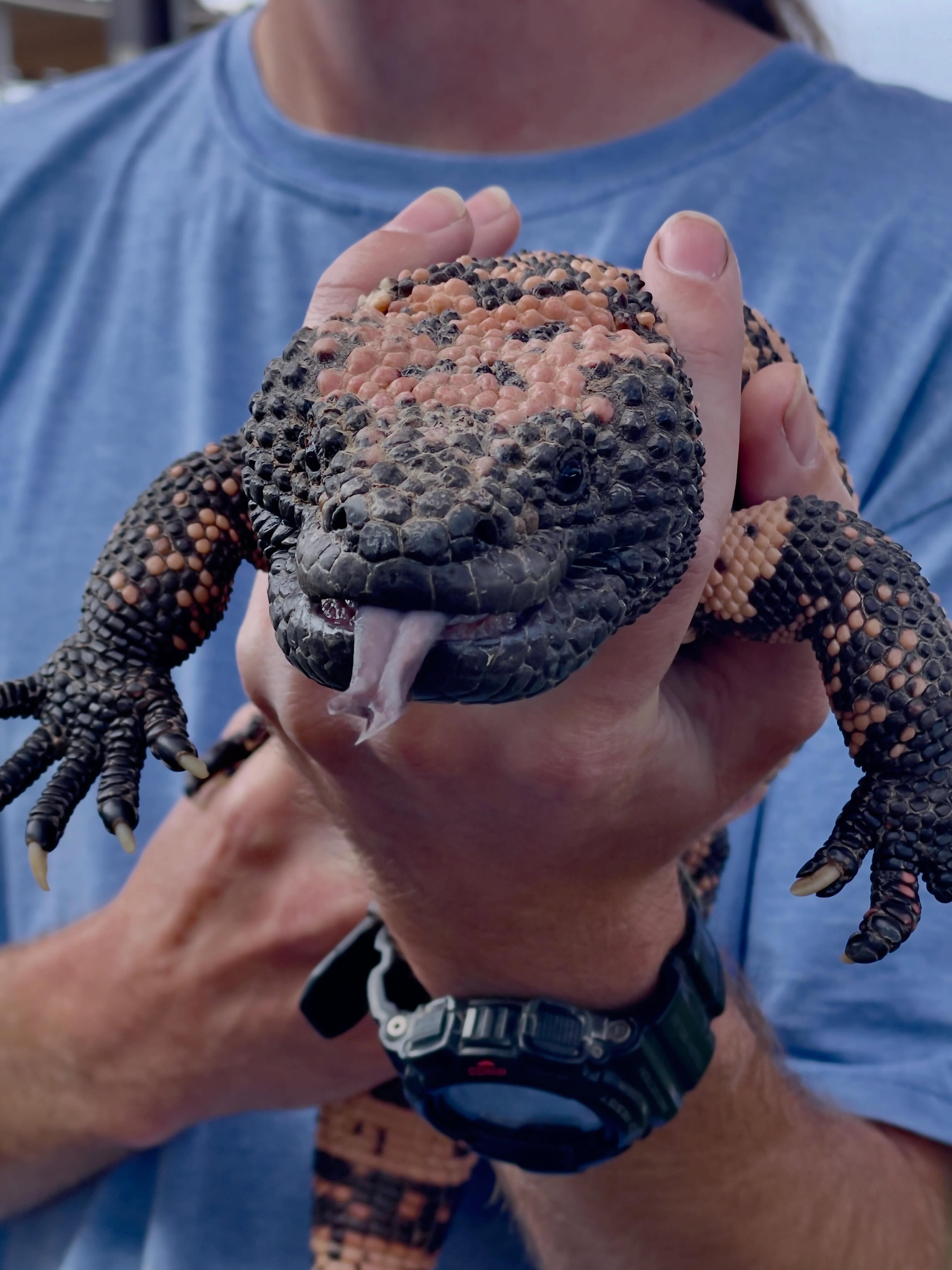 🦎 Happy World Lizard Day! Today we celebrate these fascinating reptiles—from tiny geckos to mighty monitor lizards. Lizards help keep ecosystems healthy by controlling insects and serving as an important part of the food chain.
Take a moment to appreciate these amazing creatures and the habitats they call home. Share your favorite lizard photo.
#outofafricawildlifepark #outofafricawildlifeparkandsanctuary #worldlizzardday #wildlifeconservation #lovelizard