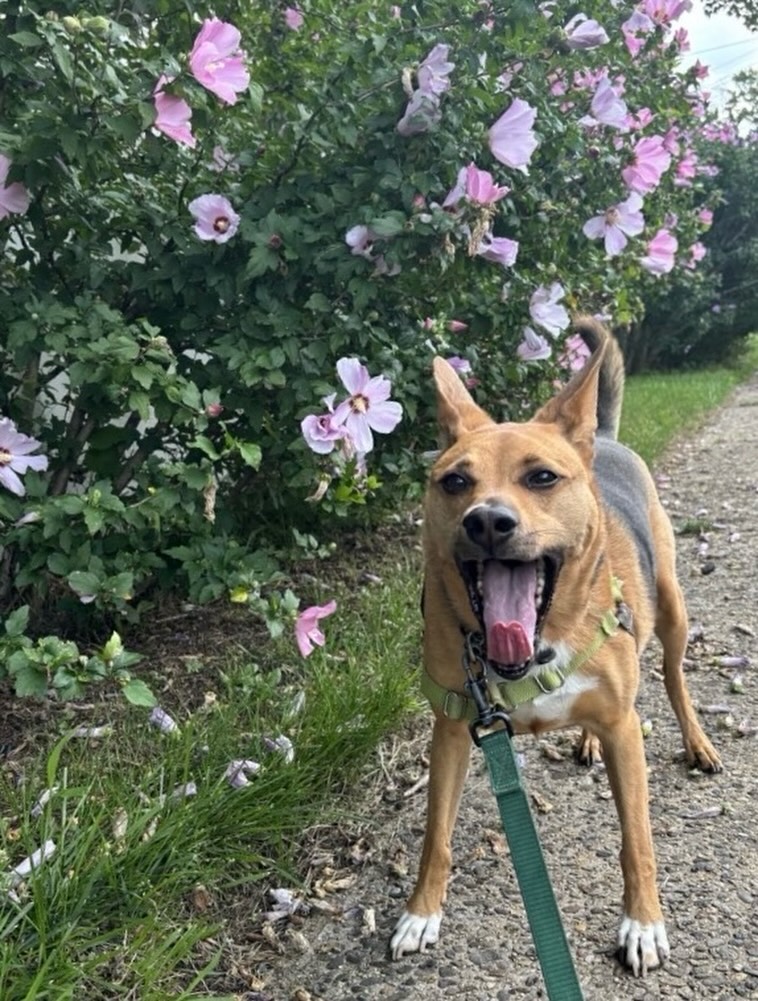 Happy Friday from one of the happiest dudes we know: Otto!! ๐๐พ
#happyfriday