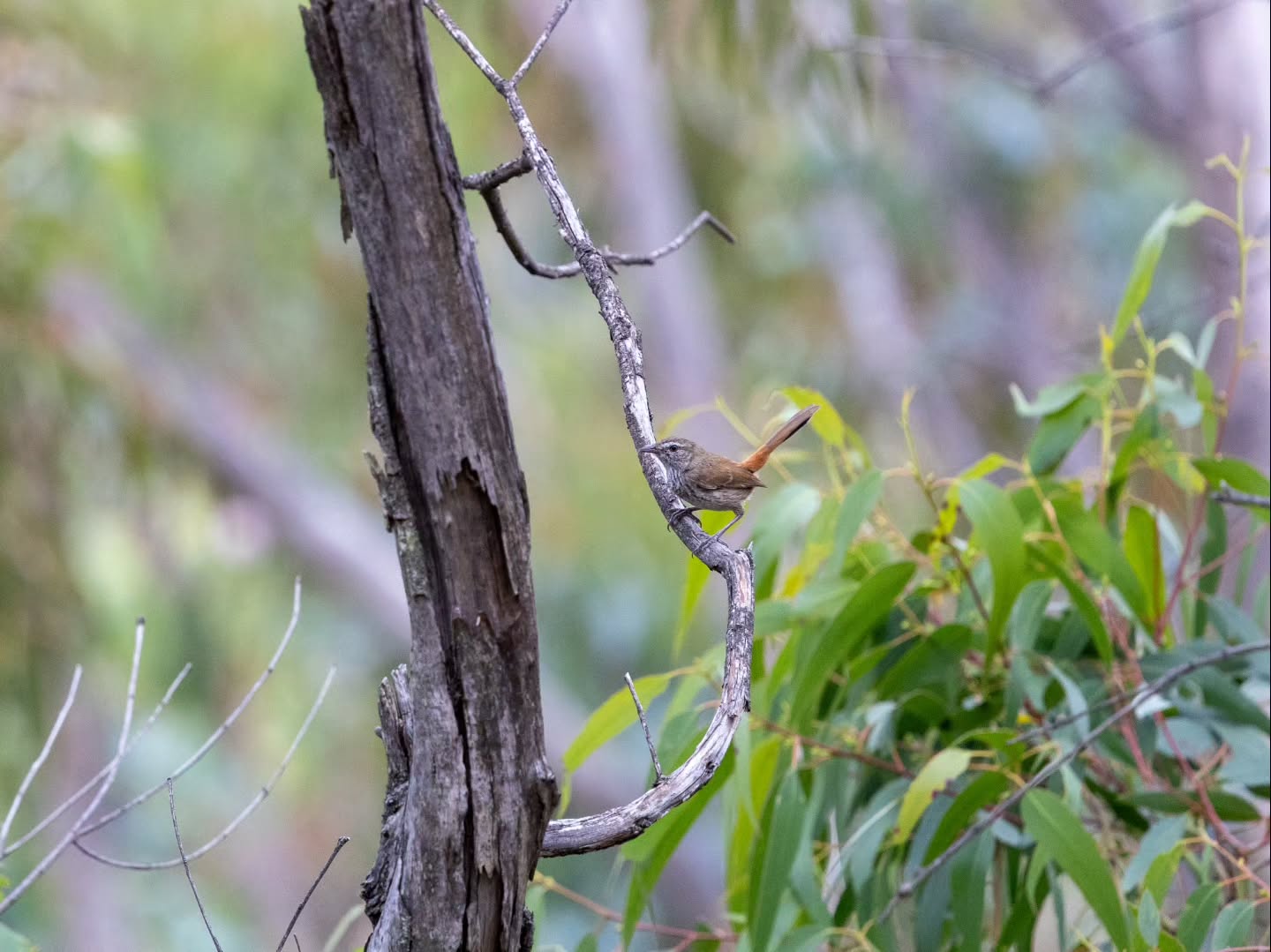 🪶 Chestnut-rumped Heathwren surveys are underway at Mount Remarkable National Park!
For the second year running, dedicated surveys are helping us learn more about the elusive Flinders Ranges Chestnut-rumped Heathwren — a vulnerable subspecies found only in four locations in the southern Flinders Ranges.
Last year’s surveys recorded 15 separate observations, more than tripling the previous number of records for the park. This year, it’s particularly exciting to have recorded Chestnut-rumped Heathwrens within the 2025 Wilmington Fire scar, providing an early indication that the subspecies is beginning to recolonise the area following the fire. 🔥
Ongoing monitoring will help us better understand these birds and supporting future conservation and fire management.
Every little bird counts! 🌿🐦
📸 Miles Ramm
#MountRemarkableNationalPark #ChestnutRumpedHeathwren #FlindersRanges #ThreatenedSpecies #WildlifeMonitoring Conservation