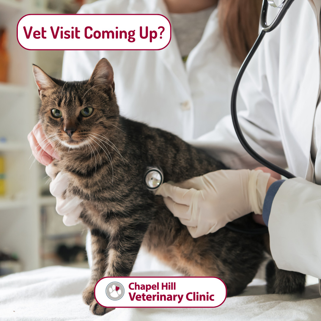 A little preparation can help make your pet's visit smoother and more productive. 🐾
Before your appointment, make note of any changes in: ✔ Appetite
✔ Drinking habits
✔ Energy levels
✔ Behaviour
The more information you can share, the better we can care for your pet.