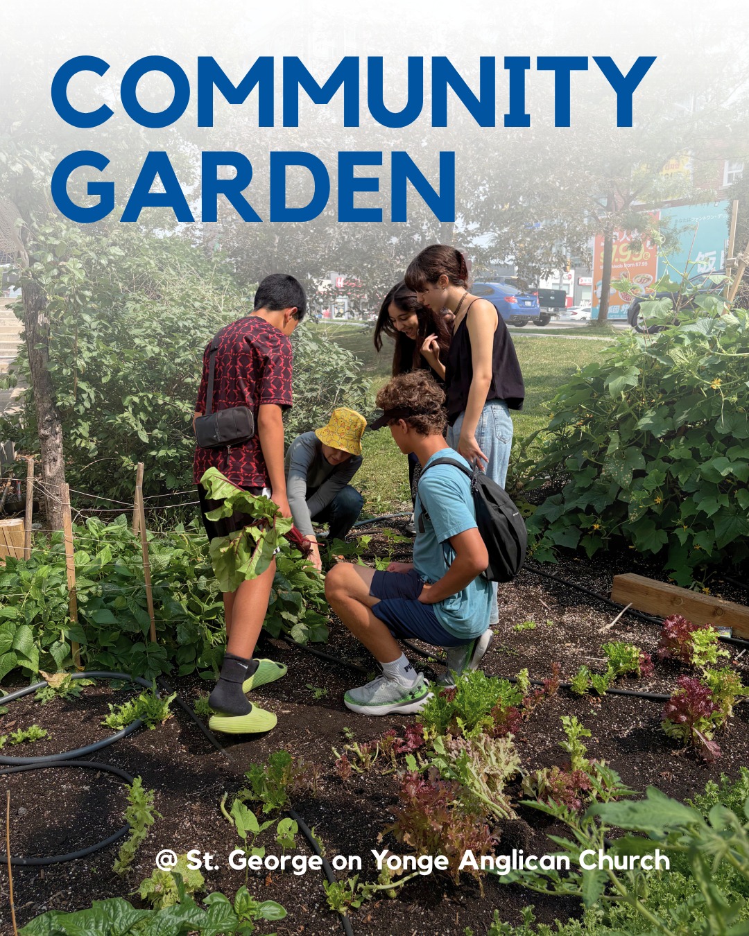 🌱 On Monday August 10th, our Youth Mobilization volunteers spent the afternoon immersing themselves in greenery at the St. George on Yonge Anglican Church Community Garden!
Together, volunteers helped harvest fresh beets, lettuce, peppers, zucchini, and more while learning a little about gardening and enjoying time outdoors with the community. 🥬🌶️
The best part? A portion of the fresh produce harvested from the garden will help support local families through NeighbourLink’s food banks. 💙🧡
A huge thank you to our partners at St. George on Yonge Anglican Church (@stgeorgeonyongeanglicanchurch) Community Garden and to all of the amazing youth volunteers who came out to help! It was such a great afternoon of teamwork, community connection, and giving back.
If you have any questions or would like to volunteer at events like this, please contact Lily Su by emailing her at lily.su@neighbourlink.org
#NeighboursHelpingNeighbours #Community #Volunteer #NorthYork #Toronto