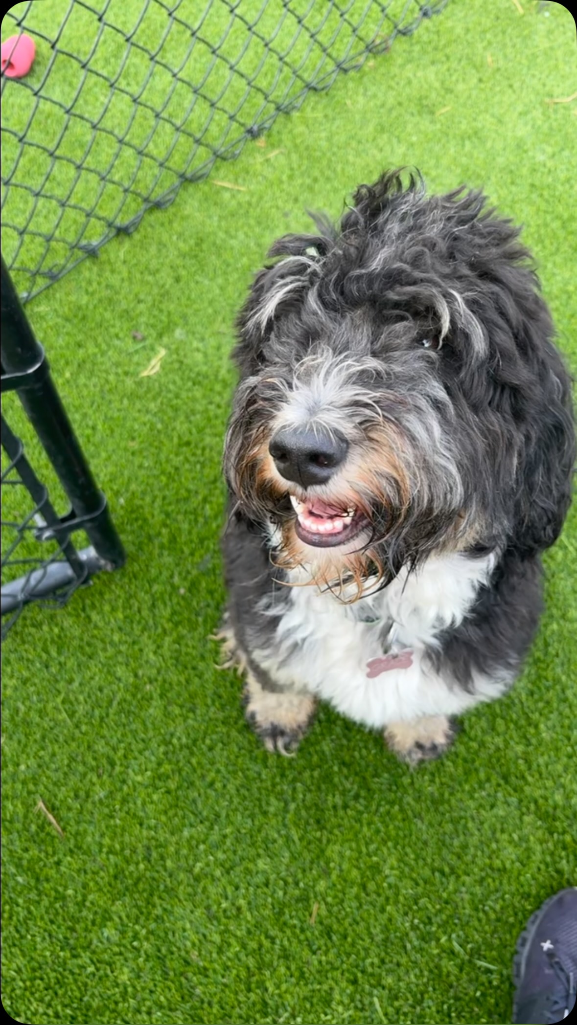 Sweet mama Grace is expecting another litter of stunning multi gen mini/moyen bernedoodle puppies! Her anticipated due date is September 13!
We have a wide anticipated size range for her puppies as some will be 25 lbs full grown while others are 60 lbs full grown. That’s the beautiful mystery of genetics 🧬 for ya!
If you’re interested in joining the wait list, head over to our website to fill out a puppy application and check out photos of her past litters on our “past litters” page as well!
#minibernedoodle #bernedoodlepuppy #bernedoodle