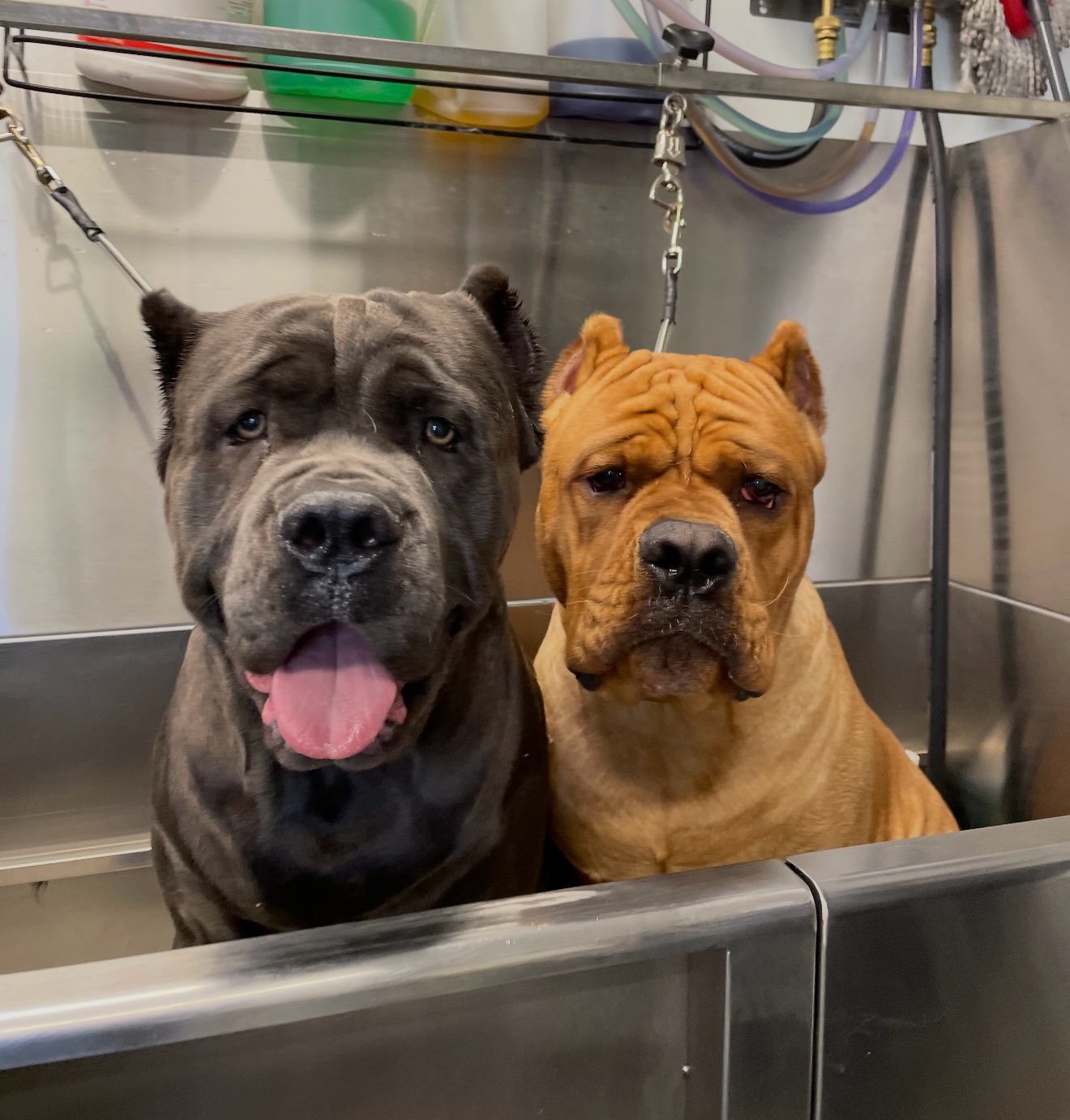 Who says bath time has a weight limit? 😂🐾
These two big, beautiful pups were feeling a little nervous—and because they’re completely inseparable, they decided they were taking on bath time together! 🛁💕
At Classy Canine’s Wiggle Rumps, we can accommodate the BIG dogs, the nervous dogs, and even the “I’m not doing this without my best friend” dogs!
We take our time, work at their comfort level, and help every pet feel safe and secure.
🐾 The Bay Area’s favorite pet-grooming Spaw—where every visit ends with a happy little wiggle! 🐾
#ClassyCaninesWiggleRumps #BigDogGrooming #GentleGiants #GroomingBesties #NervousDogs BayAreaDogGrooming CastroValley