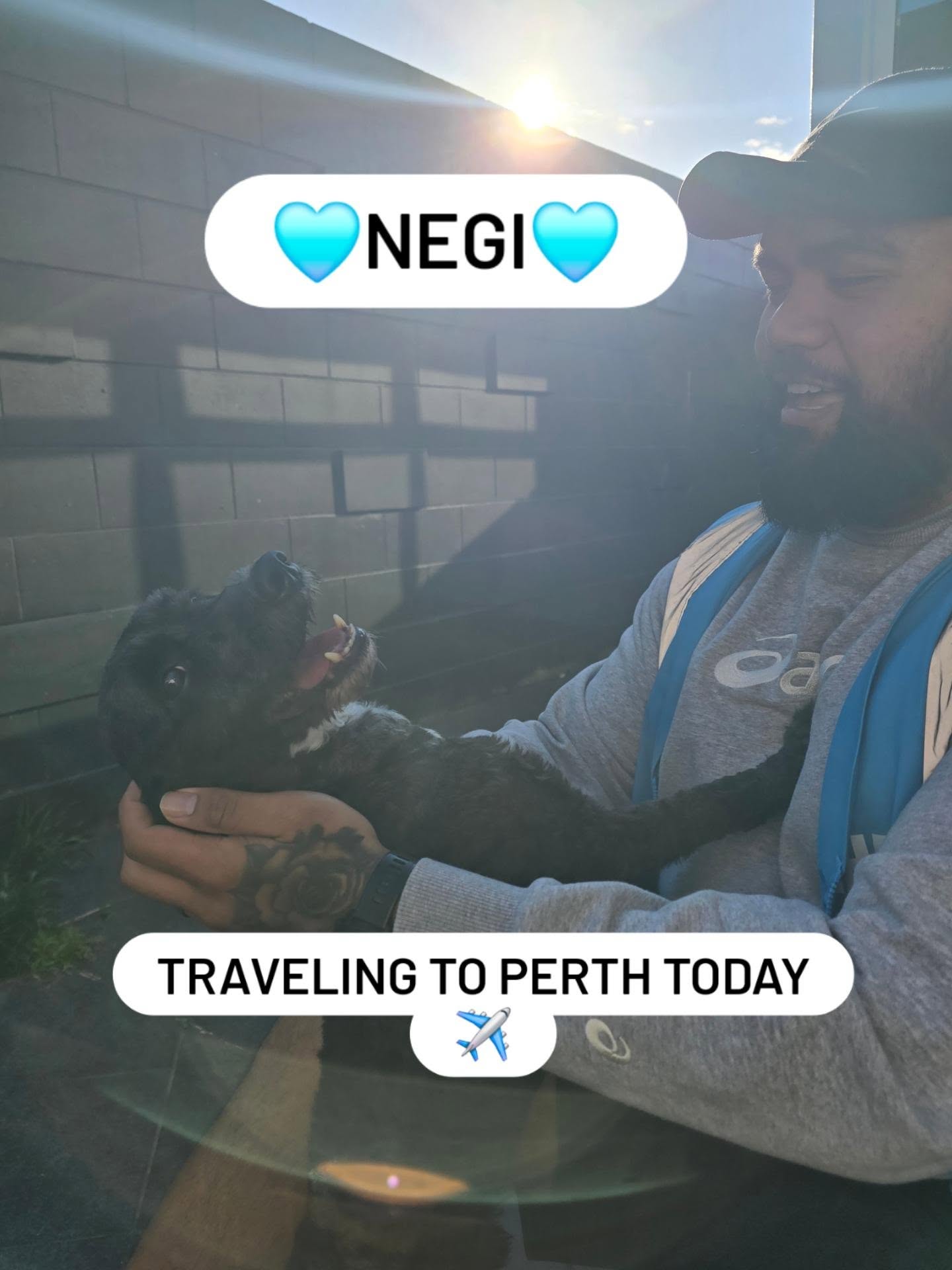 Super cute Negi is off on an adventure to Perth✈️
Perth must be the place to be at the moment🇦🇺
#perthpets #dogtransport #Hamiltonpettransport #personalpetshippers #spoodle