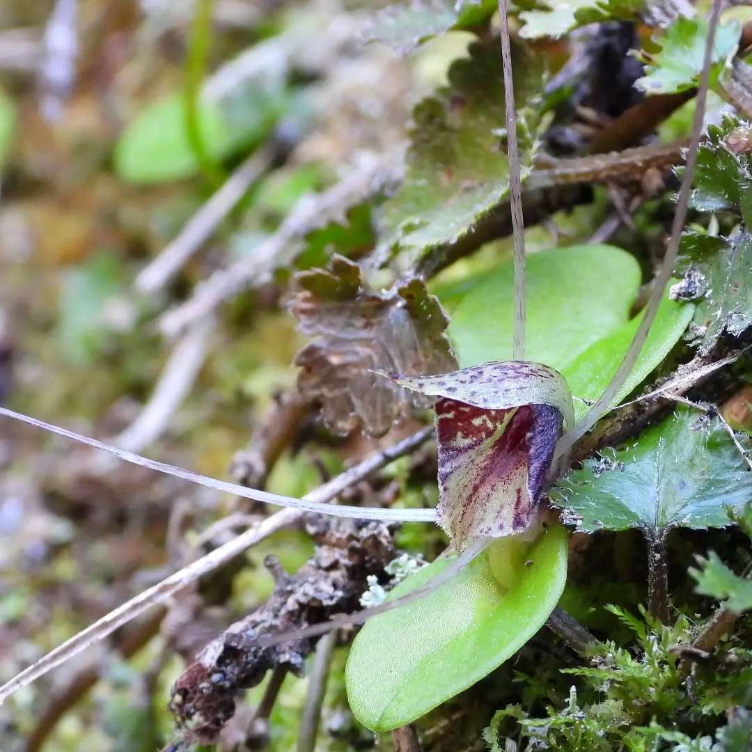 More fantastic Corybas spp, Spider Orchids, flowering on the hillsides around the Karamea district.
#corybas #karameaorchids #spiderorchids