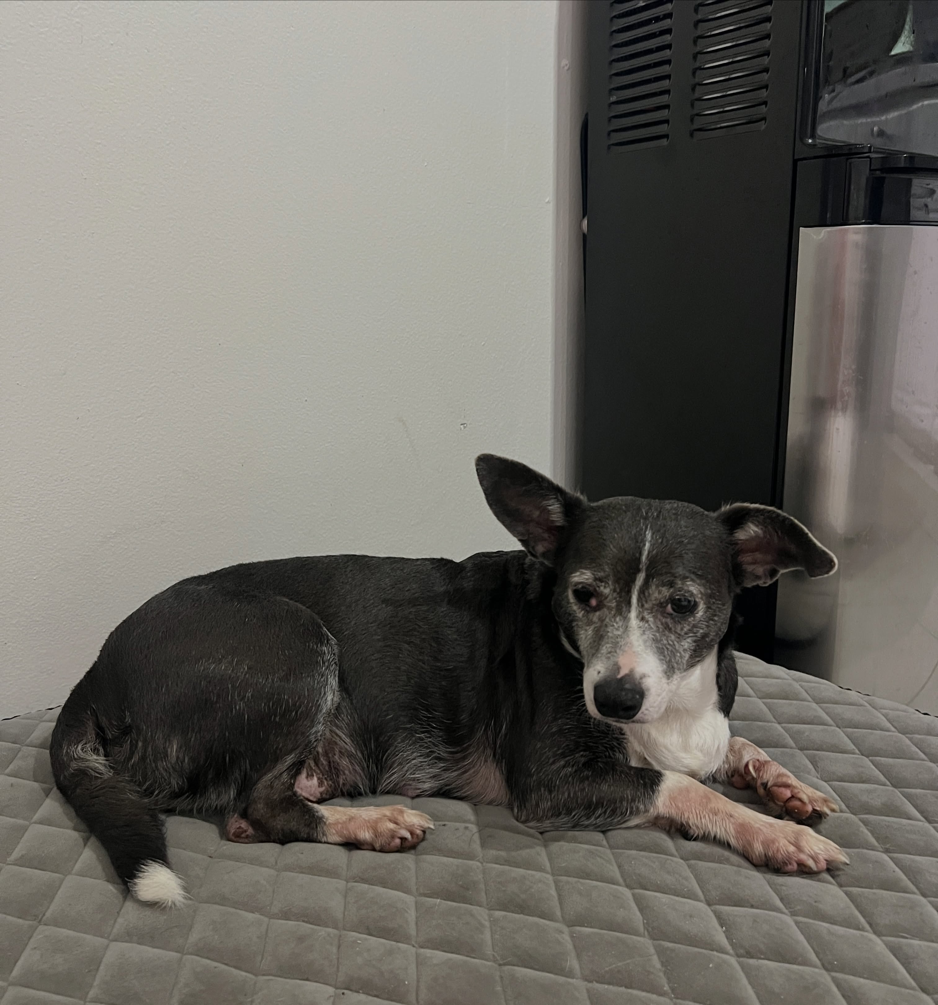 This $5 FriYAY, we’re asking for a little help completing the vetting for 5 deserving Okeechobee pups that we’ve saved over the last month. 🐾
Rabies vaccines, boosters, fecals, dewormers, spays and neuters… it all adds up quickly. And a couple of these pups have some bigger expenses ahead!
Clover’s heartworm treatment is nearly $900 and only part of it has been covered so far. Plus, Betty’s spay is scheduled for September 4th at Port Salerno Animal Hospital. Because of her age, she’s higher risk and needs to have her surgery done at our full-service vet. Her estimate is $483.75.
Altogether, we’re looking at a little over $2,000 in vetting for these 5 dogs so we can get them healthy, fully vetted, and ready for their forever homes.
Can you please spare $1, $5, $10, or whatever you can to help us get there?
When a whole community gives a little, it makes a HUGE difference! Every single donation helps! Thank you❤️
www.mablesmission.org/donate-1
Venmo: mablesmission
Zelle/PayPal: mablesmission@gmail.com
#donationsneeded #dogrescue #okeechobee