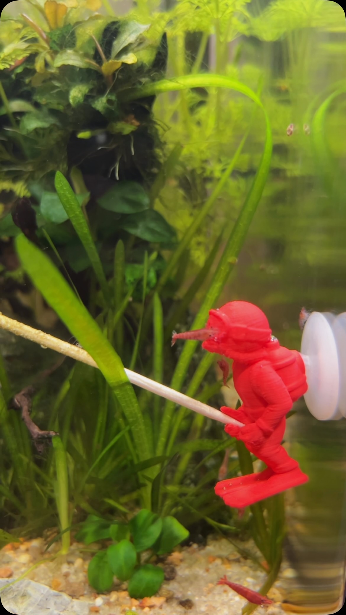 Pour nourrir vos crevettes, vous pensez directement à Gioiashrimp notamment pour les Lollies aux goûts multiples 🥒
Mais pensez-vous aux portes Lollies qui sont de différentes couleurs ? Ils apportent une petite touche de couleur pour vos Aquariums ! 🐠
#aquariophilie #aquarium #crevettes