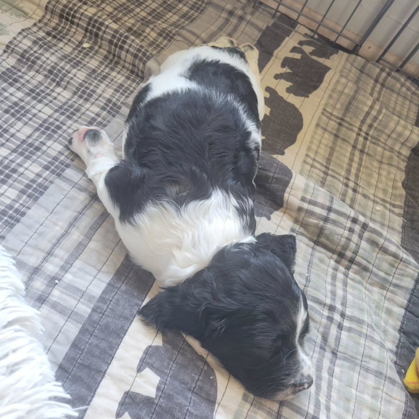 Silly sleepers.
#dog #puppy #sleep