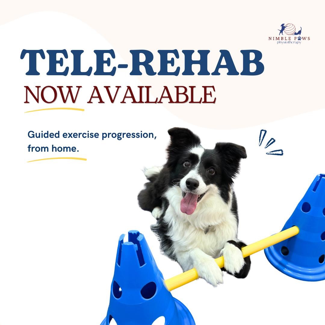 Tele-Rehab is now available at Nimble Paws! 🐾💻
Rehabilitation doesn’t stop when your pet leaves the clinic.
As your pet gets stronger, their exercises need to progress too. Tele-Rehab allows us to continue guiding your pet’s exercise programme from home, so you’re not left wondering whether you’re doing too much, too little, or whether an exercise is right for your pet.
Through dedicated virtual sessions, we can review how your pet is performing their exercises, make adjustments, introduce new exercises and progressively advance their programme according to their individual needs and rehabilitation goals.
Tele-Rehab is suitable for selected existing patients who are clinically stable, pain-free and ready to focus on exercise progression. It is designed to complement, rather than replace, in-clinic physiotherapy, with an in-clinic reassessment typically planned after a period of guided progression.
Our goal? To make rehabilitation more accessible, while keeping it individualised and guided by your physiotherapist! 💙
Speak to us at your next session to find out if Tele-Rehab may be suitable for your pet.
#NimblePawsPhysiotherapy #TeleRehab #CanineRehabilitation #AnimalPhysiotherapy #PetRehabilitation