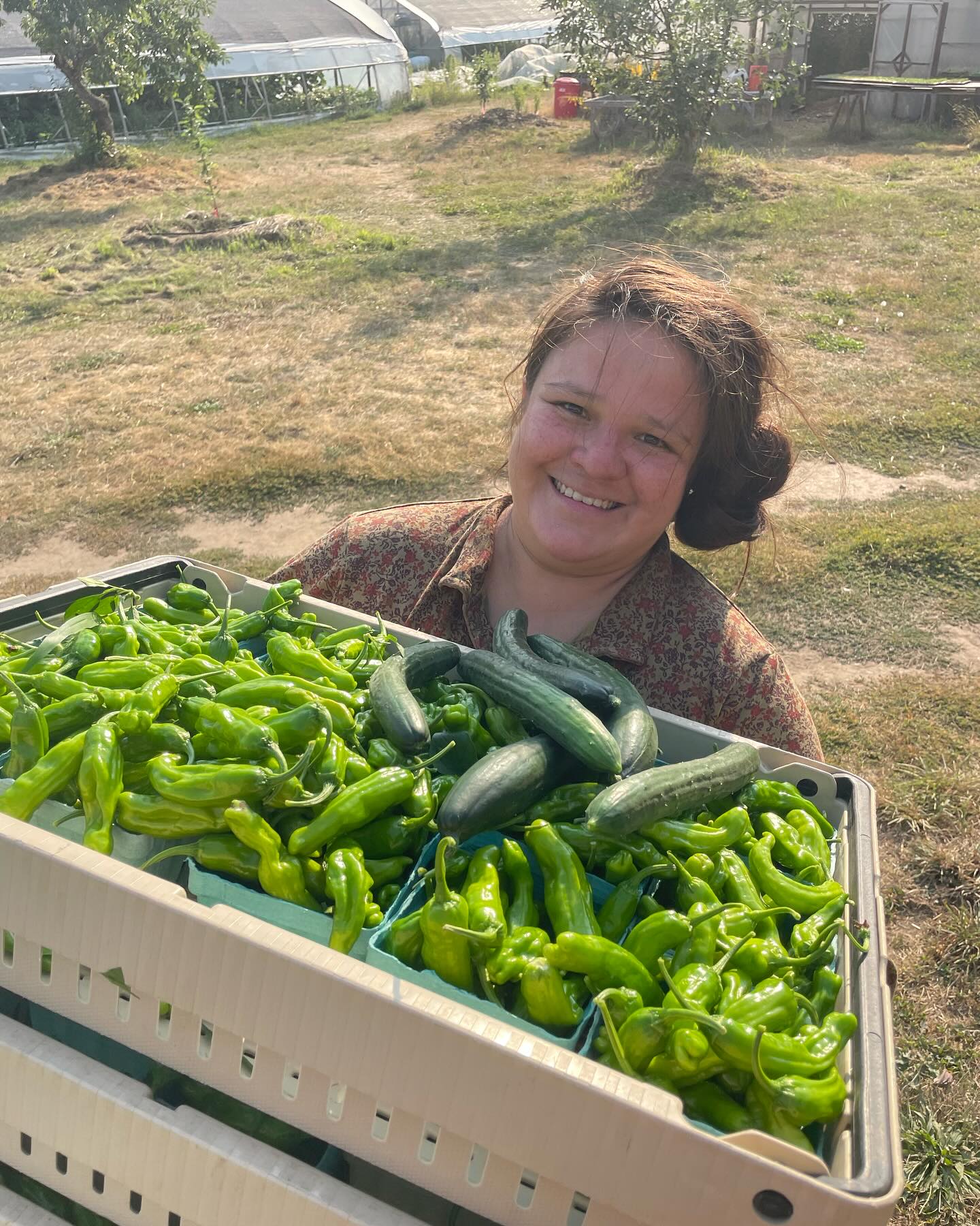 Yesterday I was struck by how many peppers we have currently! The greenhouse crops are rolling in the abundance. Thank you to everyone who comes by the market, supports us, says hi, and creates a thriving local community. Also, you can always order from our online store over the weekend and pick up some delicious veggies on Wednesday if you missed the farmers market and want to get in on some of the summer abundance. 🍅🫑🥒