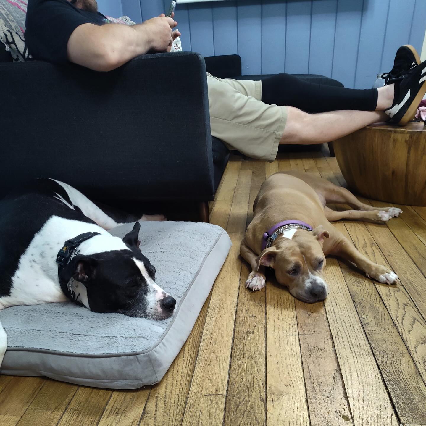 Few people know and understand the immense gratitude and celebration to have dogs who once had to be completely separated within the home due to fighting, be able to spend time together, finally, especially without muzzles.
The work is intense. The commitment is deep. The resources required are a lot. But effort pays off when the expectations and environment are set up for success.
This family has gone above and beyond what the average family would, despite all obstacles. Their success continues to even amaze me.
One simple picture, represents so much.
#RotNDog #RotNDogTraining #dogtrainer #dogtraining #dogbehavior #soflo #palmbeach #broward #puppies #puppytraining #gooddog #goodpuppy #obedience #aggression #fear #anxiety #behavior #training #muzzle #adopt #rescue #shelterdogs #dogswhobite