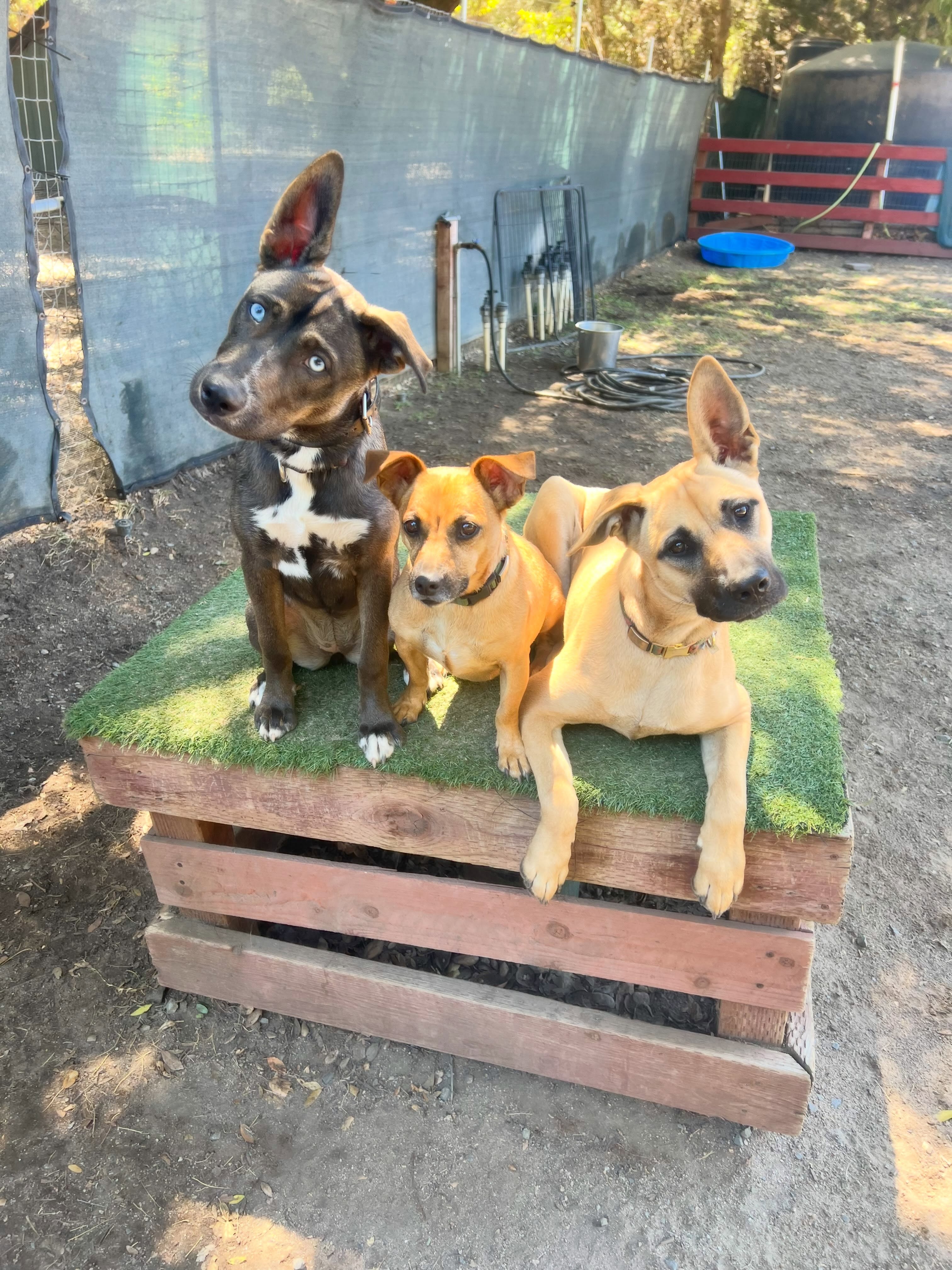 When you sort play groups by ear type ๐คช๐ #ocdogranch #dogtraining #dogboarding #dogsoforangecounty #crazydogears