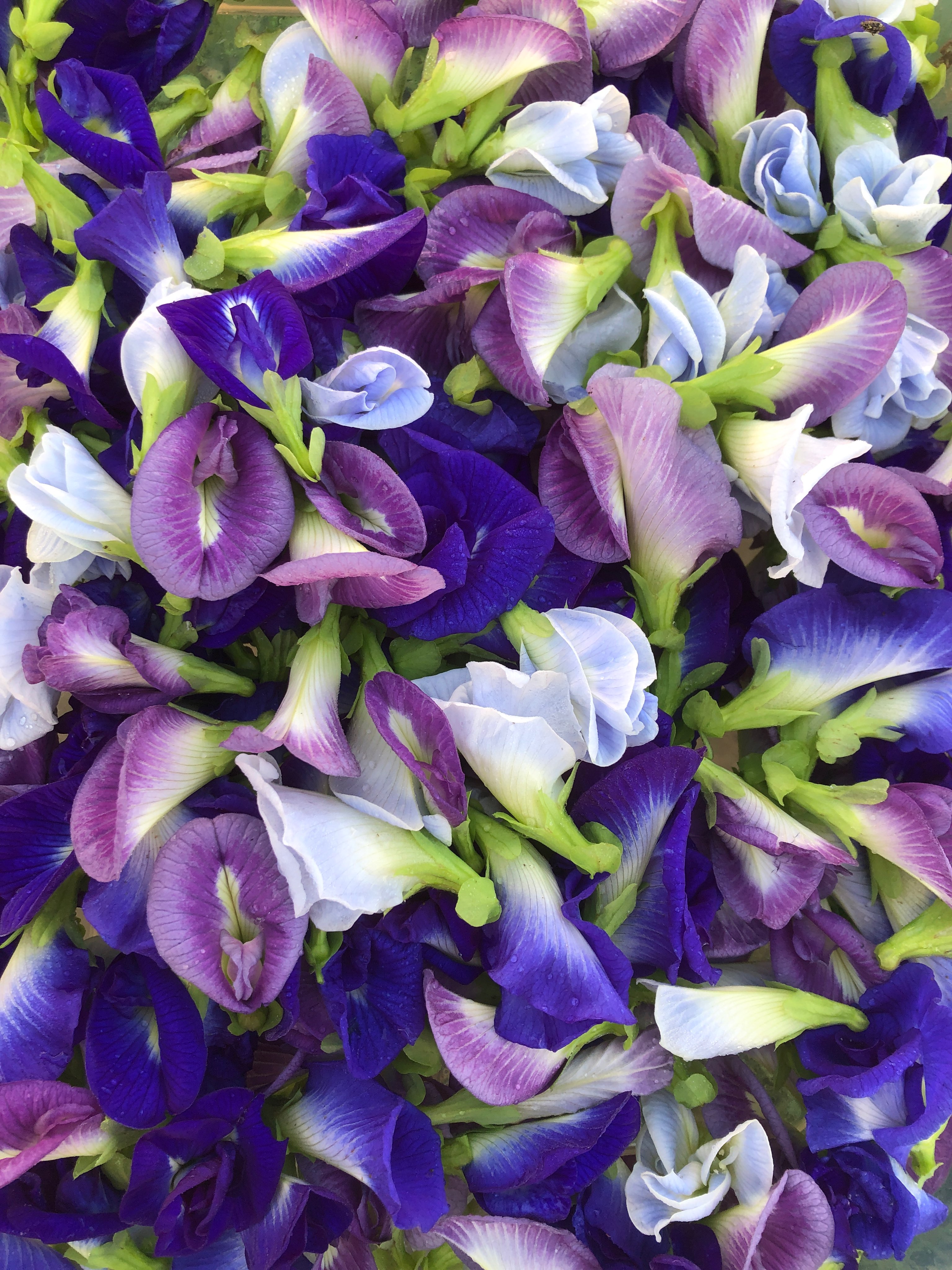 Butterfly peas