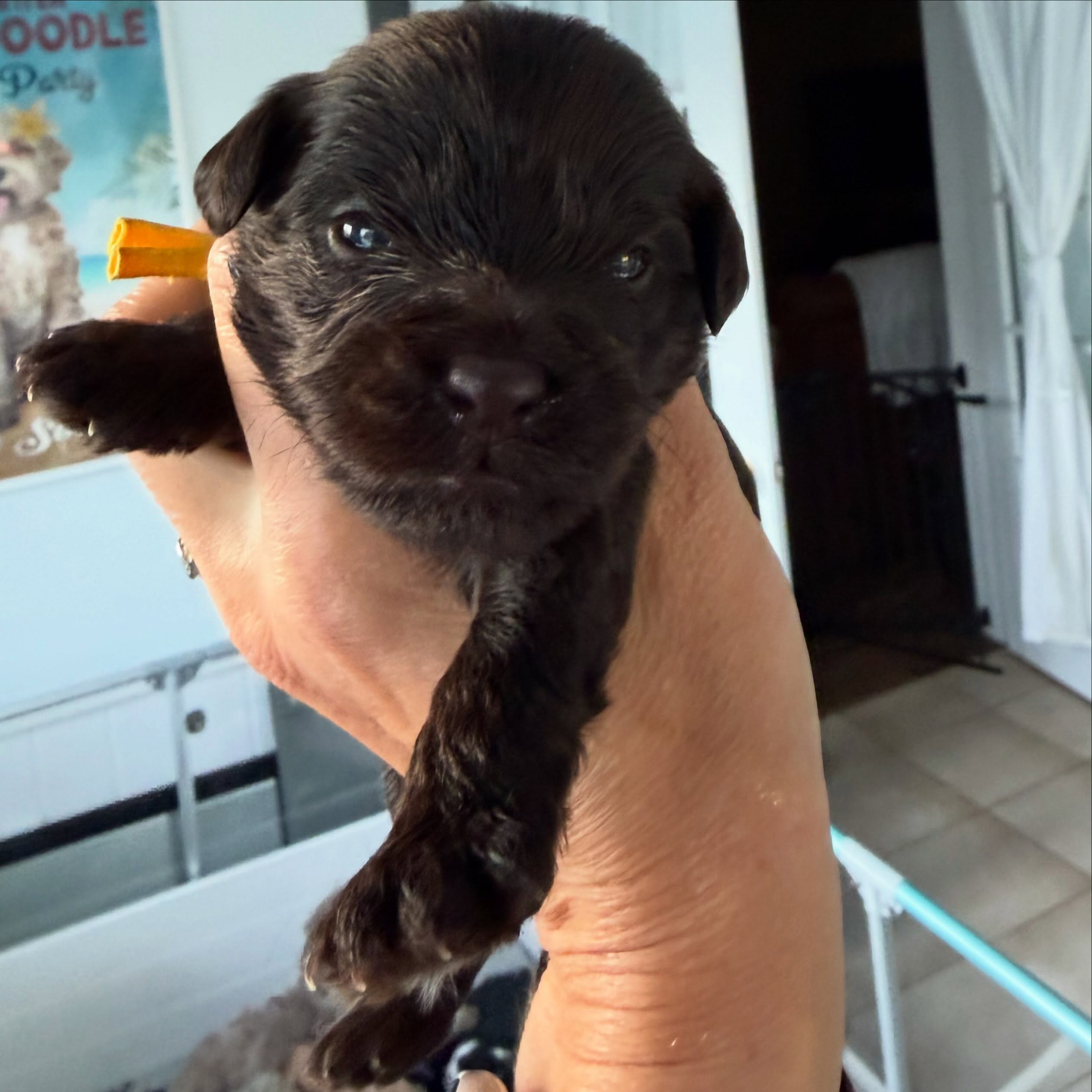 Eyes are beginning to open for the “A Lot of Bark” litter! 🎉👀Hickory and Cedar are the first two sets of peepers we witnessed this morning !
.
.
#eyesopen #southmittenlabradoodles #australianlabradoodle #australianlabradoodlepuppy #alotofbark