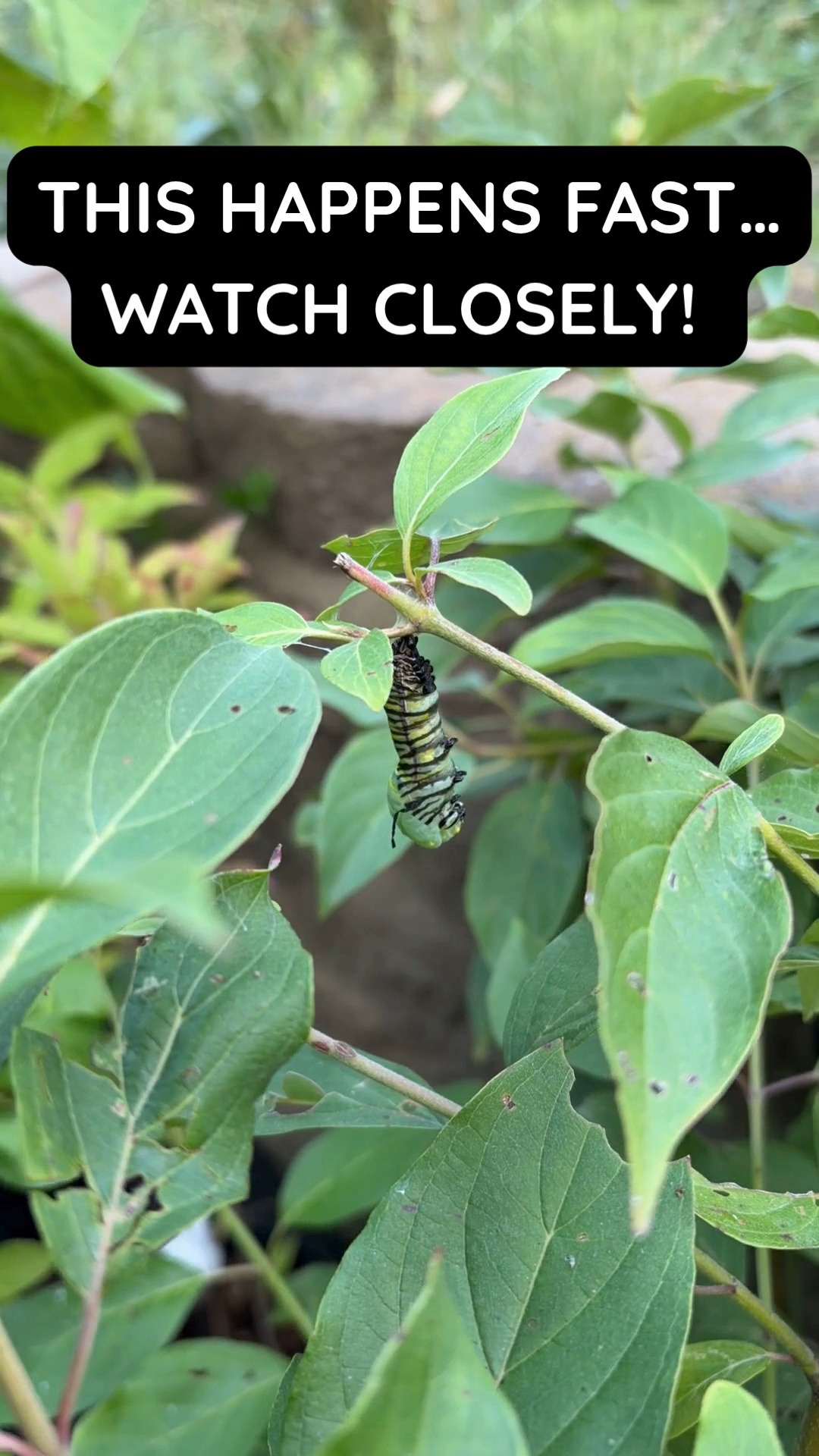 🐛 You don’t get to see this every day!
A monarch caterpillar making its chrysalis...something that happens surprisingly quickly, and is pretty tough to catch in real time.
Watch this little guy transform right before your eyes! 🦋💚