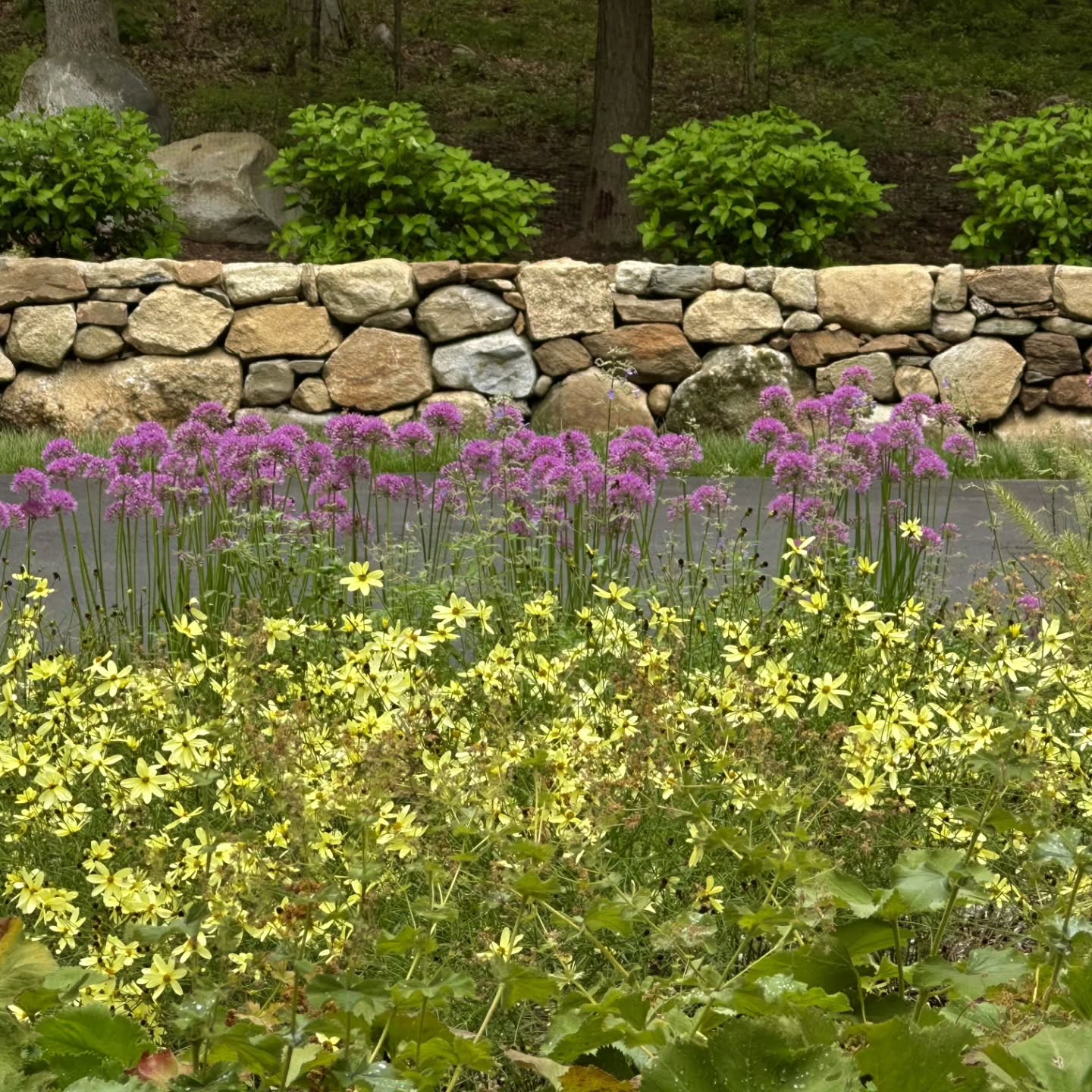 A former client sent me this photo today. As a designer and business owner, it's so wonderful to hear that your clients are happy. It's wonderful to see that your gardens are growing and thriving. It's wonderful to know that your plant combinations look amazing in August. This is the stuff that fills my happy bucket ❤️
#landscapearchitecture #landscapedesi̇gn #angievergelandscapedesign #augustgarden