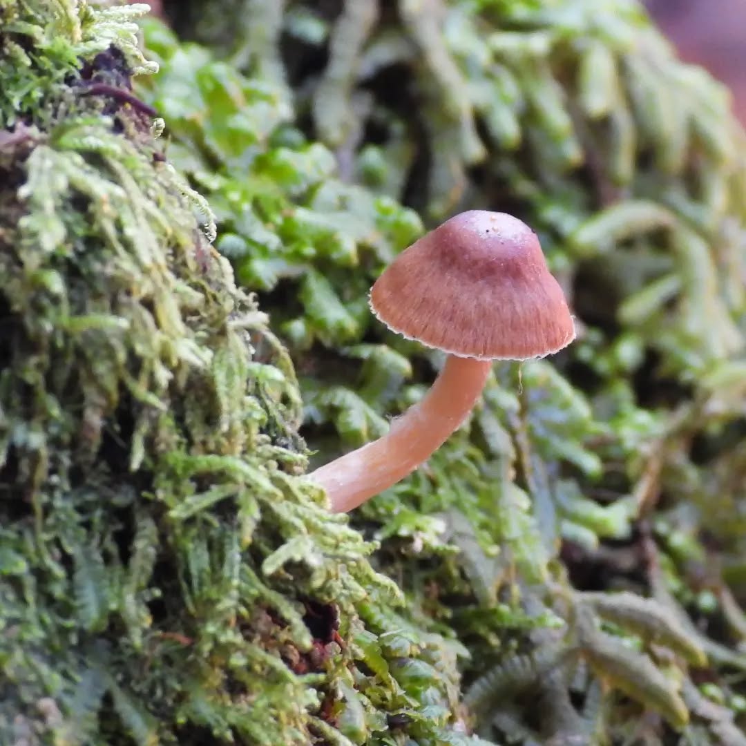 Mushies! Still some mushroom treasures to be found out there.