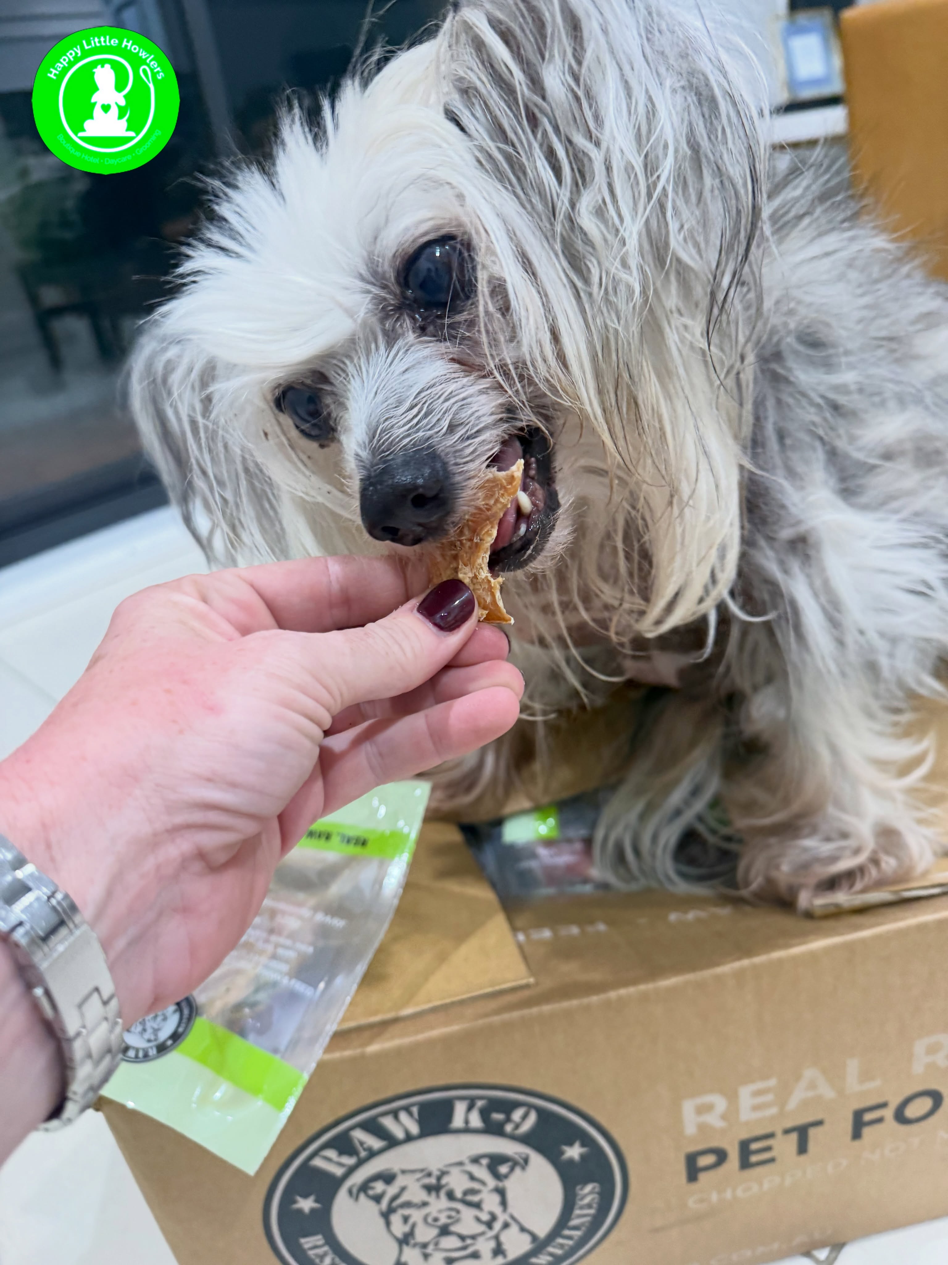 WE’RE BACK ON RAW! 🥩
Most of you know I’ve always been a huge believer in raw feeding, particularly with my little hairless crew and their never-ending battle with sensitive skin and ears.
Our raw journey originally began back in 2020 with Rawk9 @rawk9diet , and honestly, it’s the only food I’ve ever felt completely happy feeding my dogs.
My absolute favourite thing? IT ACTUALLY LOOKS LIKE FOOD.
It’s not all minced into something unrecognisable. There are real chunks of fresh, human-grade ingredients that I can actually see. No preservatives or fillers, grain-free, ethically sourced, backed by nutritional research, portioned specifically for each dog… and delivered straight to our door.
Last year, when Hazel suddenly became lame and nobody initially knew why, her specialist vet recommended we temporarily stop raw feeding and move her onto a very bland, single-protein diet while we eliminated possible causes.
Well… Hazel has officially been given the all-clear, which means RAW IS BACK!
And apparently the dogs remembered EXACTLY what they’d been missing.
Tonight’s dinner was received as though Mum had just produced their favourite chocolate cake from childhood. They went absolutely ballistic and then inhaled the lot.
I’m so happy to have them back on balanced meals portioned for their individual weights, and I’m really looking forward to seeing how their skin, ears and overall condition go over the coming months.
A huge thank you to Briony and the Rawk9 team for welcoming us back. We’ve missed you guys.
And judging by tonight’s performance… my dogs have REALLY missed you.
•
•
•
@happylittlehowlers.com.au
#happylittlehowlers #dogboardingsydney #doghotelsydney #dogdaycaresydney
HAPPY • LITTLE • HOWLERS
🥩 @rawk9diet