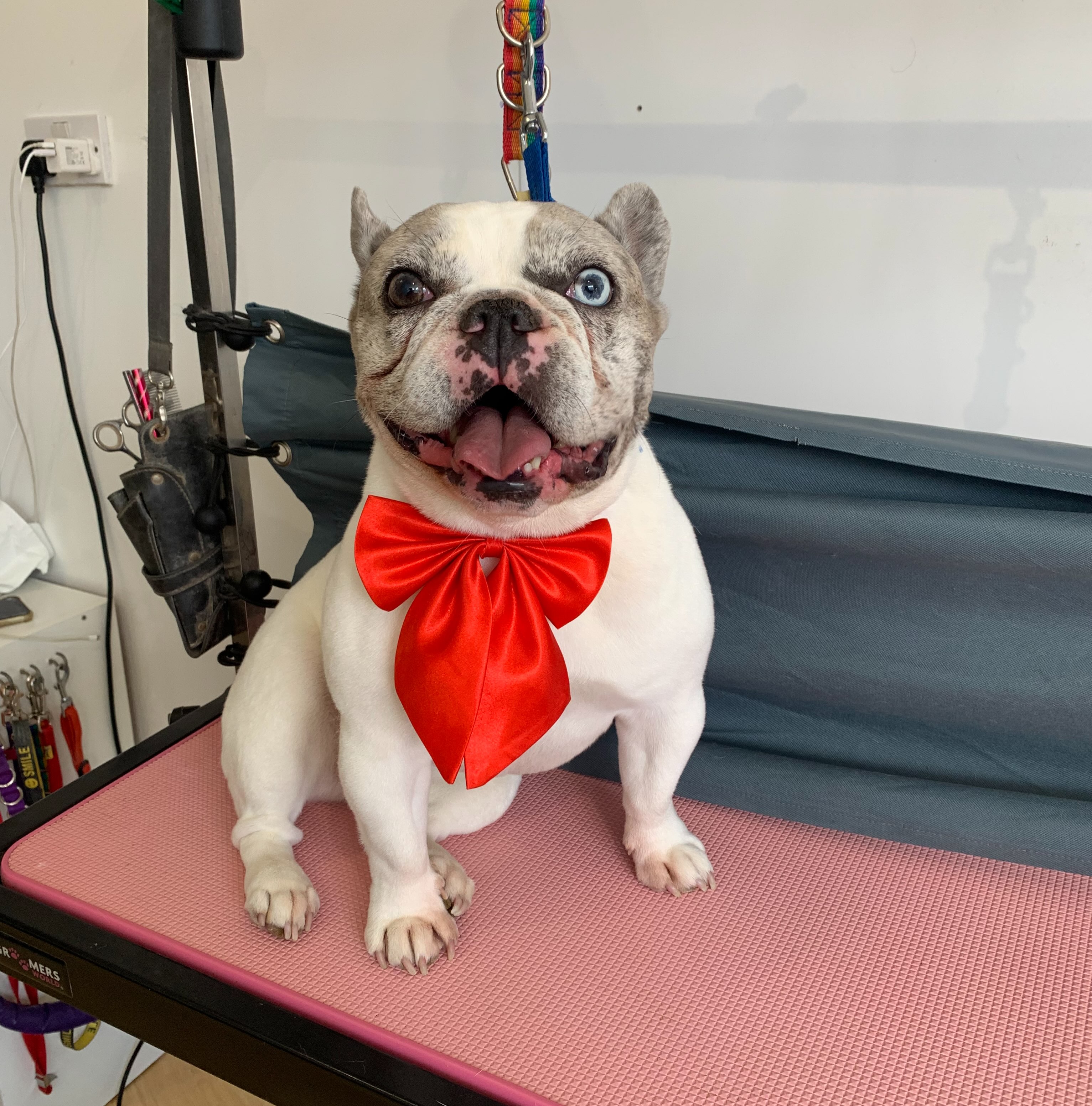 Opal is dead chuffed after her groom