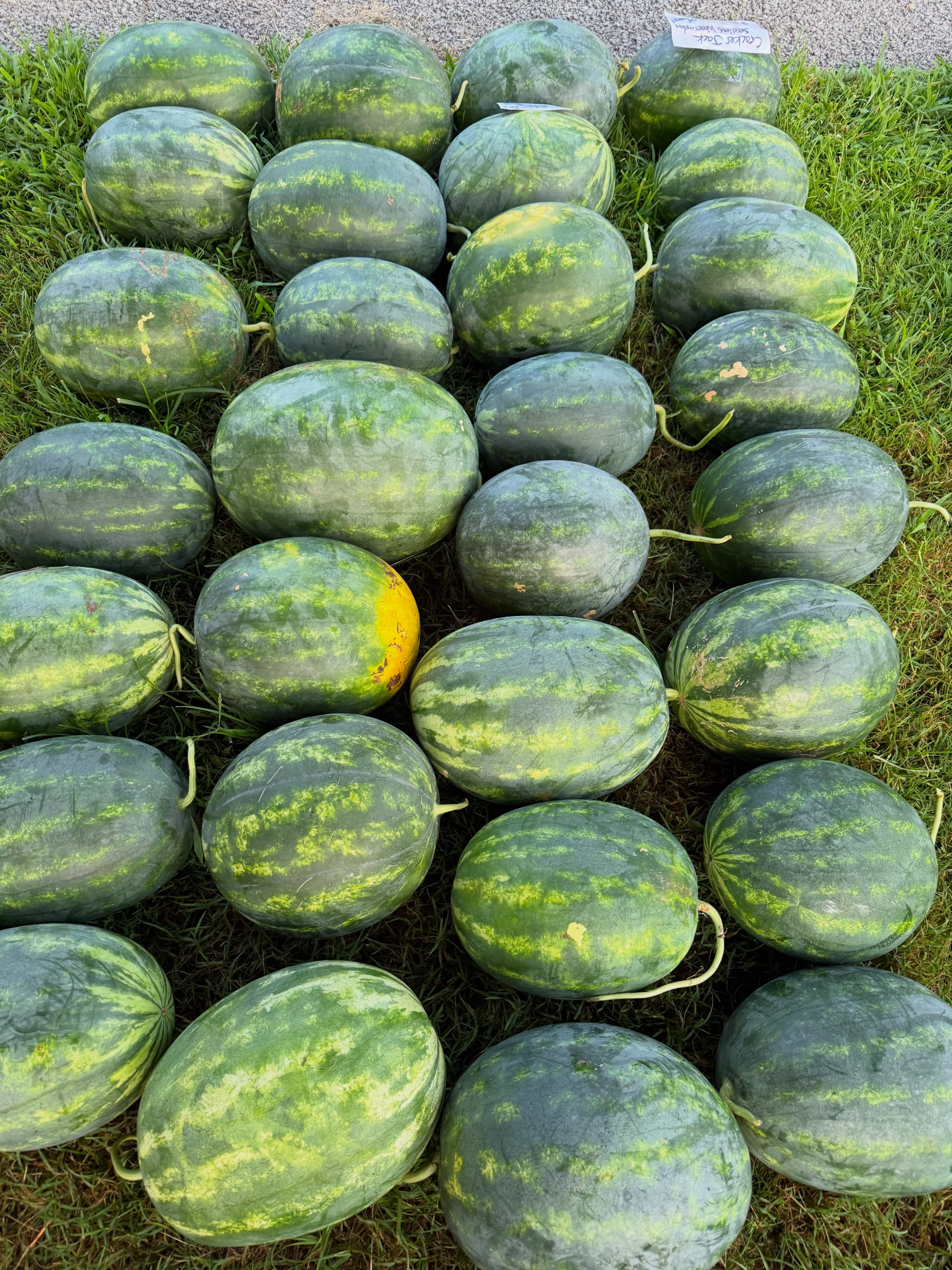 🍉🍅🥒🫑🌶️🧅🥔🥩💐Monday August 17: UPDATE 5:15 pm, rained out for today, see you on Wednesday!
Plenty of Cracker Jack seedless watermelons and Charleston Gray seeded watermelons, extra sweet Athena cantaloupes, lots of Lambkin Spanish melons and Charlotte honey dews, squash and cukes, and beautiful cut flowers.
~~~
⏰Hours: Monday, Wednesday, and Friday afternoons 2 to 6 pm, weather permitting, at the green shed by the big barn entering via the main farm driveway. Also available by appointment at the farm by calling (919)309-5935, and at the Carrboro Farmers Market on Saturday mornings.
🌞What’s in Season:
🍉Watermelons,
🧡Cantaloupes,
💫Specialty melons,
🍅Tomatoes,
🥔Potatoes,
🧅Onions,
💛Squash,
💚Zucchini,
🥒Cucumbers,
🍆Eggplant,
🫑Bell peppers,
🌶️Hot peppers,
💐Cut flowers,
🍳Local eggs,
🍯Local honey,
🥧Local pecans,
🥩Katahdin lamb, and
🥩Angus beef.
⏳Coming Soon: Muscadine grapes
🔎Latest updates: Call our recording at (919)732-7701, or check the latest Facebook/Instagram post