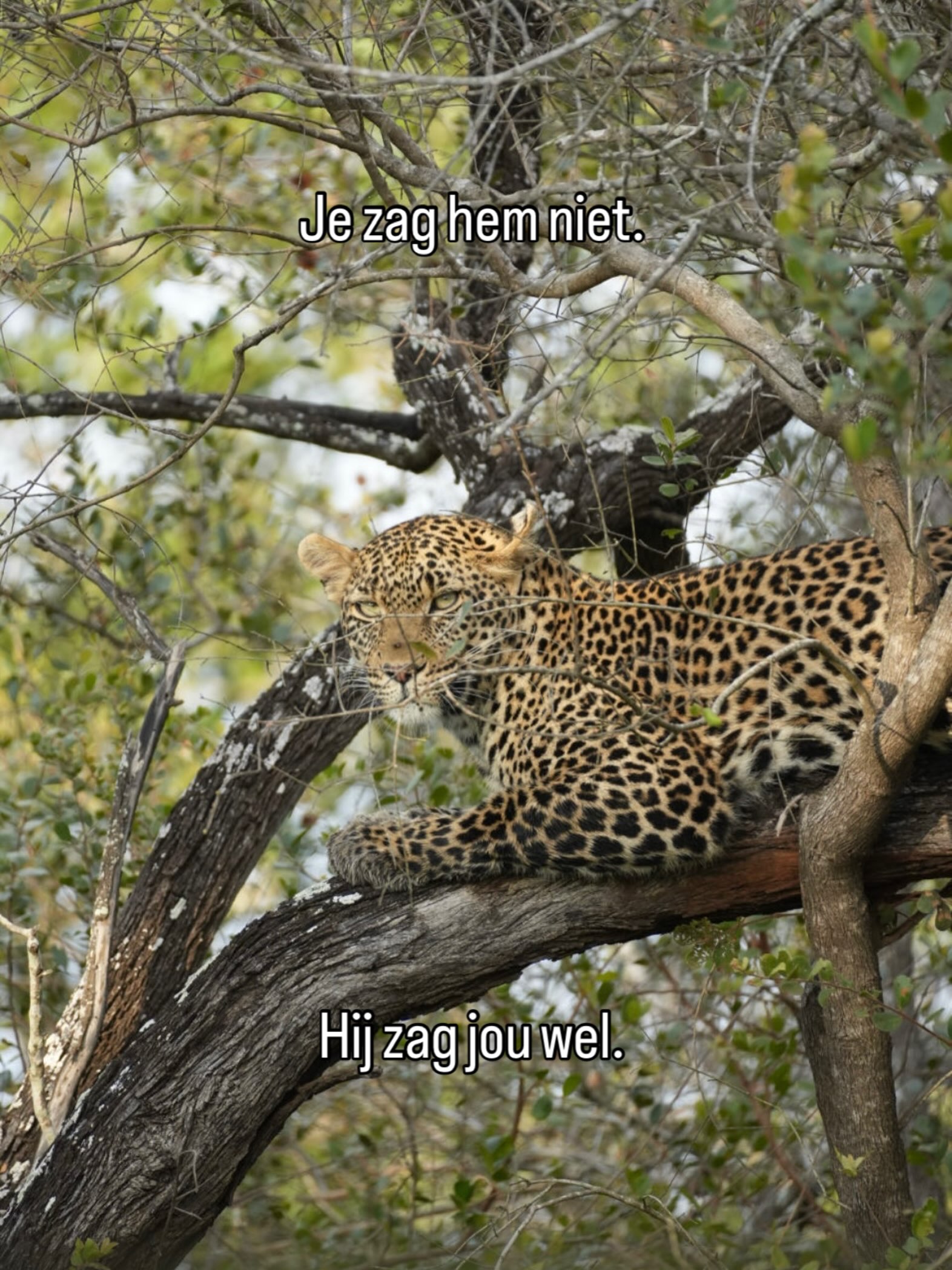 “Wij willen écht heel graag een luipaard zien!” 🐆
Een zin die we vóór vertrek ontzettend vaak van onze klanten horen. ❤️
Maar… zo makkelijk is dat dus niet. 😉
Het luipaard is één van de moeilijkst te spotten dieren van Afrika. En juist daarom voelt het iedere keer weer als een klein safari-wonder wanneer je er eentje ontdekt.
Want terwijl jij nog tussen de struiken zoekt…
heeft hij jou allang gezien. 👀🐆
#safari #zuidafrika #krugernationalpark #leopard #southafrica