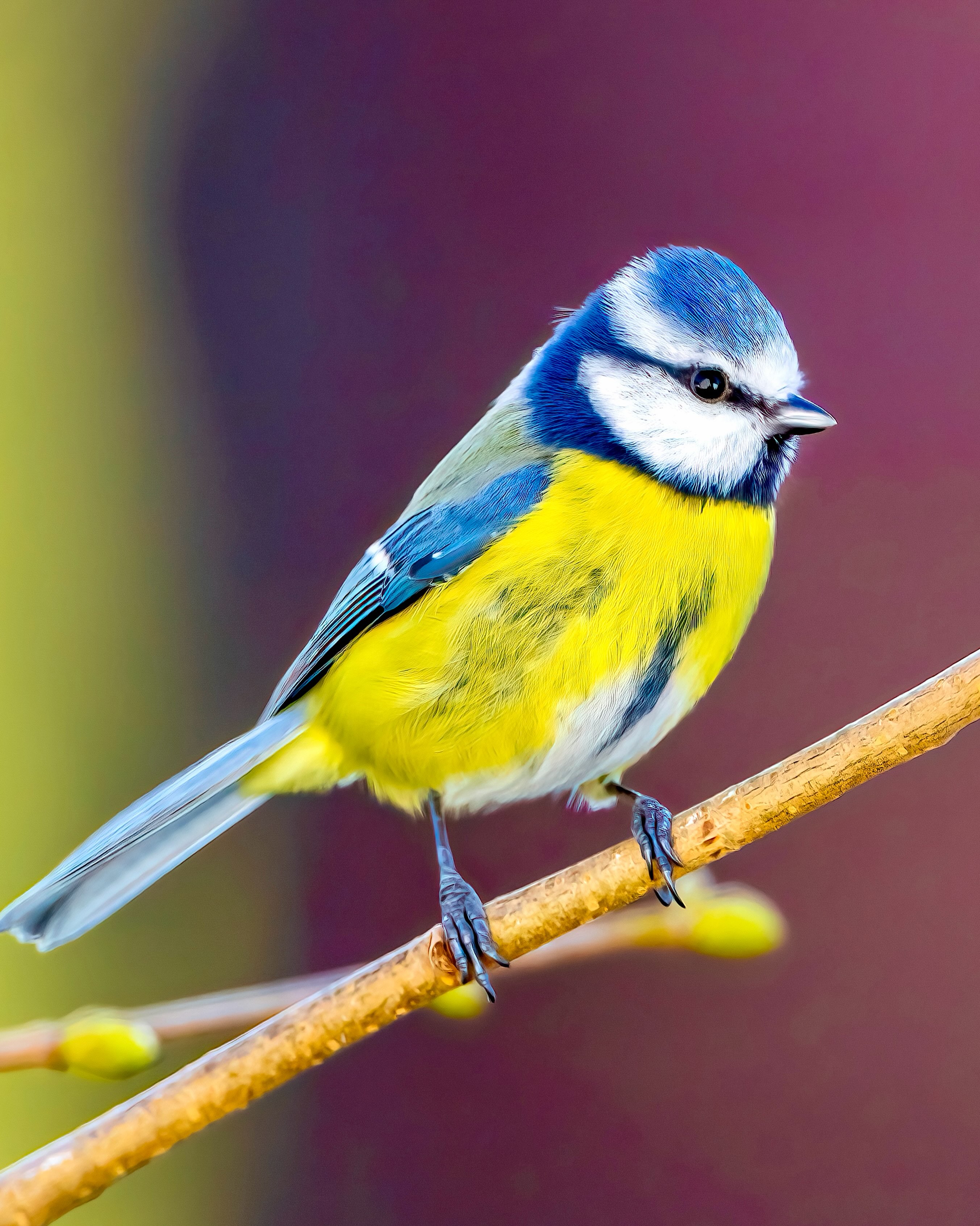 Blaumeise, wie immer äußerst fotogen😅😀