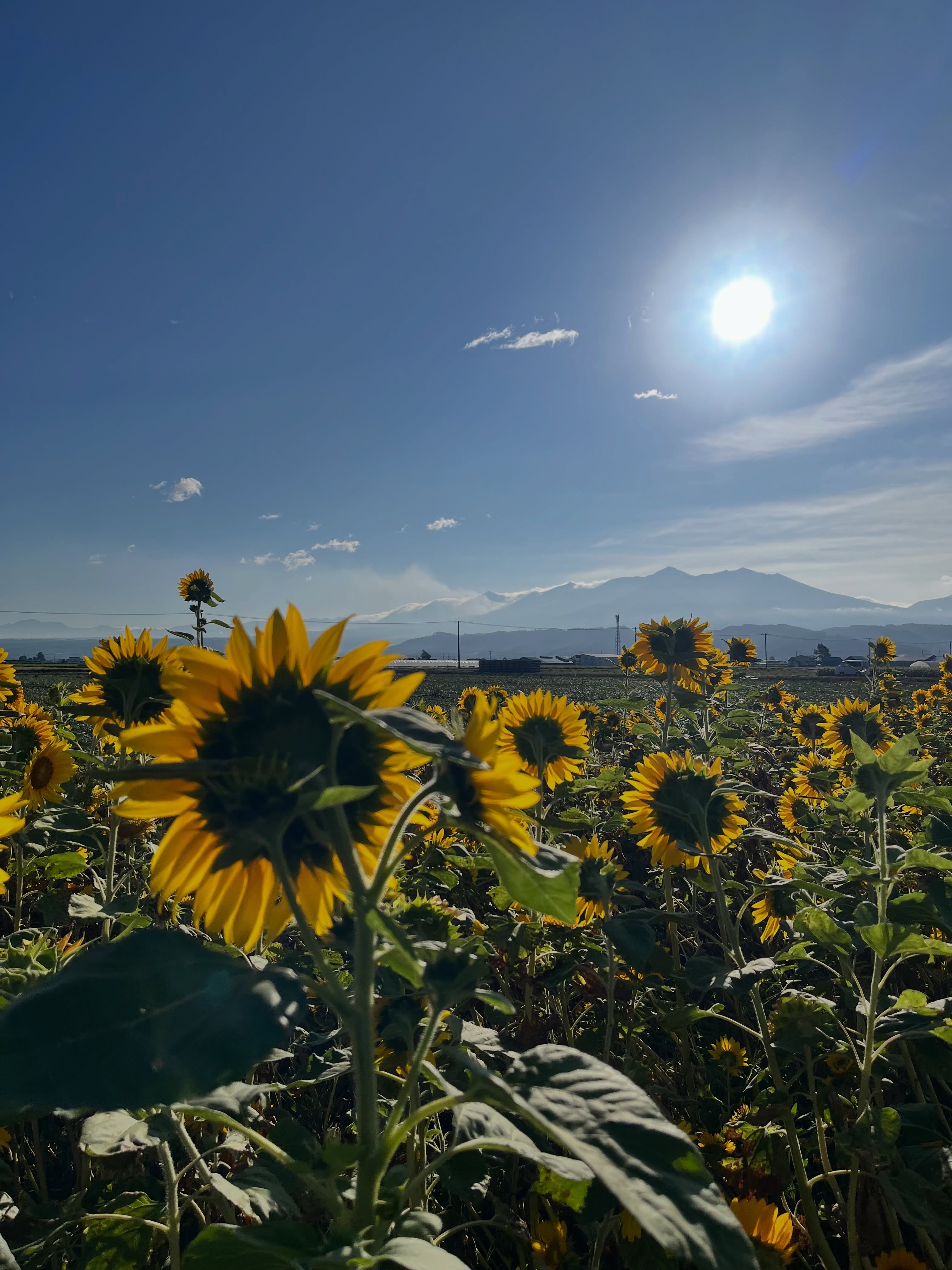 🌻 Sunflower season in Hokkaido 🌻
シューティングスター恒例、庭のひまわり🌻
今年は種を蒔きすぎて😅小さめになっちゃいましたが、私たちの夏を彩ってくれました。気づけばもう8月も後半、夏の終わりが近づいてきました。
Fields of sunshine under the summer sky. There’s something about sunflowers that instantly makes the day feel a little brighter. ☀️
A beautiful little reminder to enjoy Hokkaido’s short but colourful summer. 🌻💛
#夏の北海道 #富良野 #ホテル #hokkaido #furano