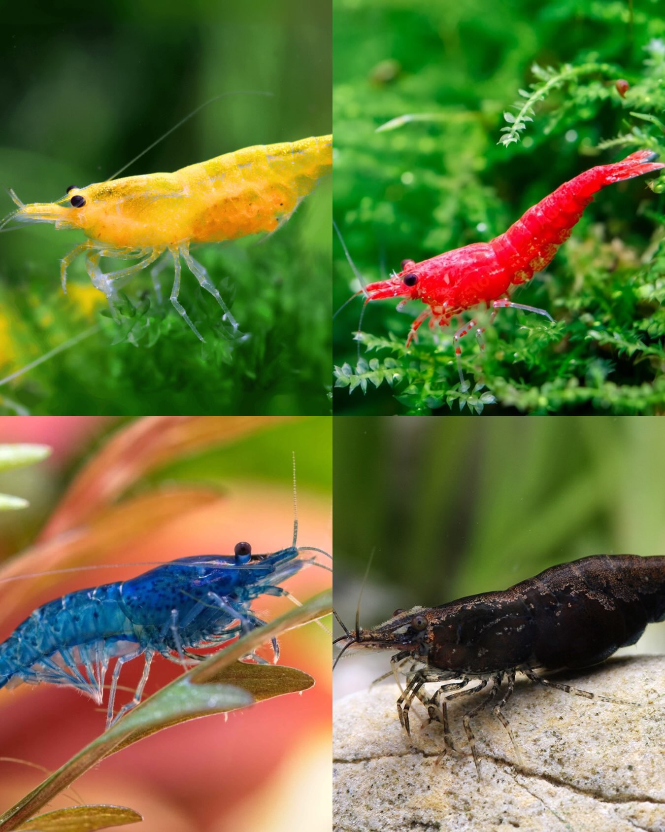 Qu’elle est votre crevette néocaridina favorite ? 🤩
Entre la magnifique blue dream, la populaire red cherry, l’original davidi yellow et la ténébreuse davidi black le choix est compliqué…👀
#shrimp #aquarium