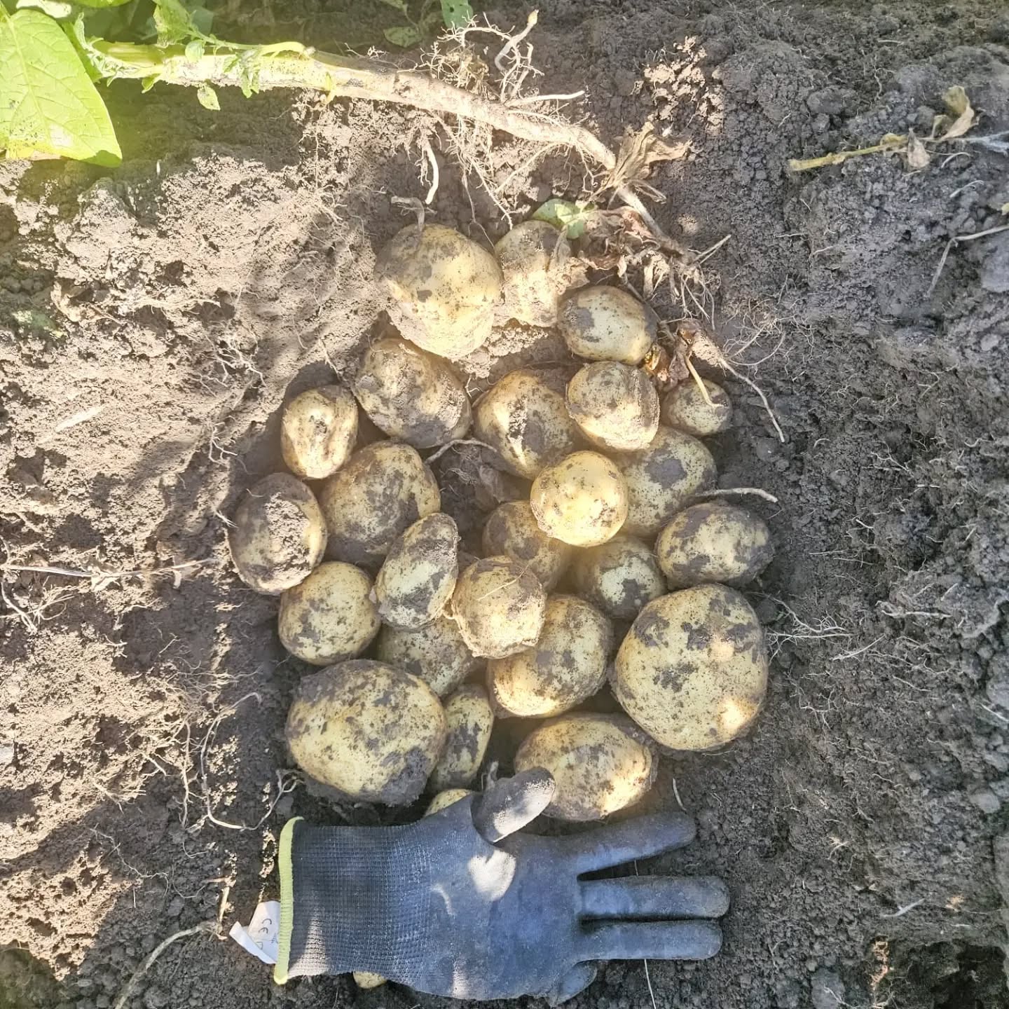 Niet te dik🤔
De aardappelen staan nu ongeveer 4 maanden te groeien en dan komt de oogst in zicht🚜🥔
Wij telen vooral tafelaardappelen voor de supermarkt en die mogen meestal niet te grof worden, meestal moeten ze 3,5 tot 7 cm zijn📏🧐
We moeten dat dus nauwkeurig in de gaten houden in het land zodat er niet teveel uit de maat groeien. We gaan regelmatig naar het land en nemen op 2 of 3 plekken een proefrooiing met de hand en beoordelen dan thuis de kwaliteit, opbrengst en maatverdeling🤓🥔👍🏼👎🏼
Als ze groot genoeg zijn en het blad is nog groen kunnen we het blad "dood" spuiten of in een droge zomer als deze stoppen met beregenen dan geven ze het vanzelf op🍂
Elk nadeel heeft zijn voordeel🙃
#hoekschewaardappel
#onzeboerderij
#aardappels_nl
#oogst2026
#potatonext