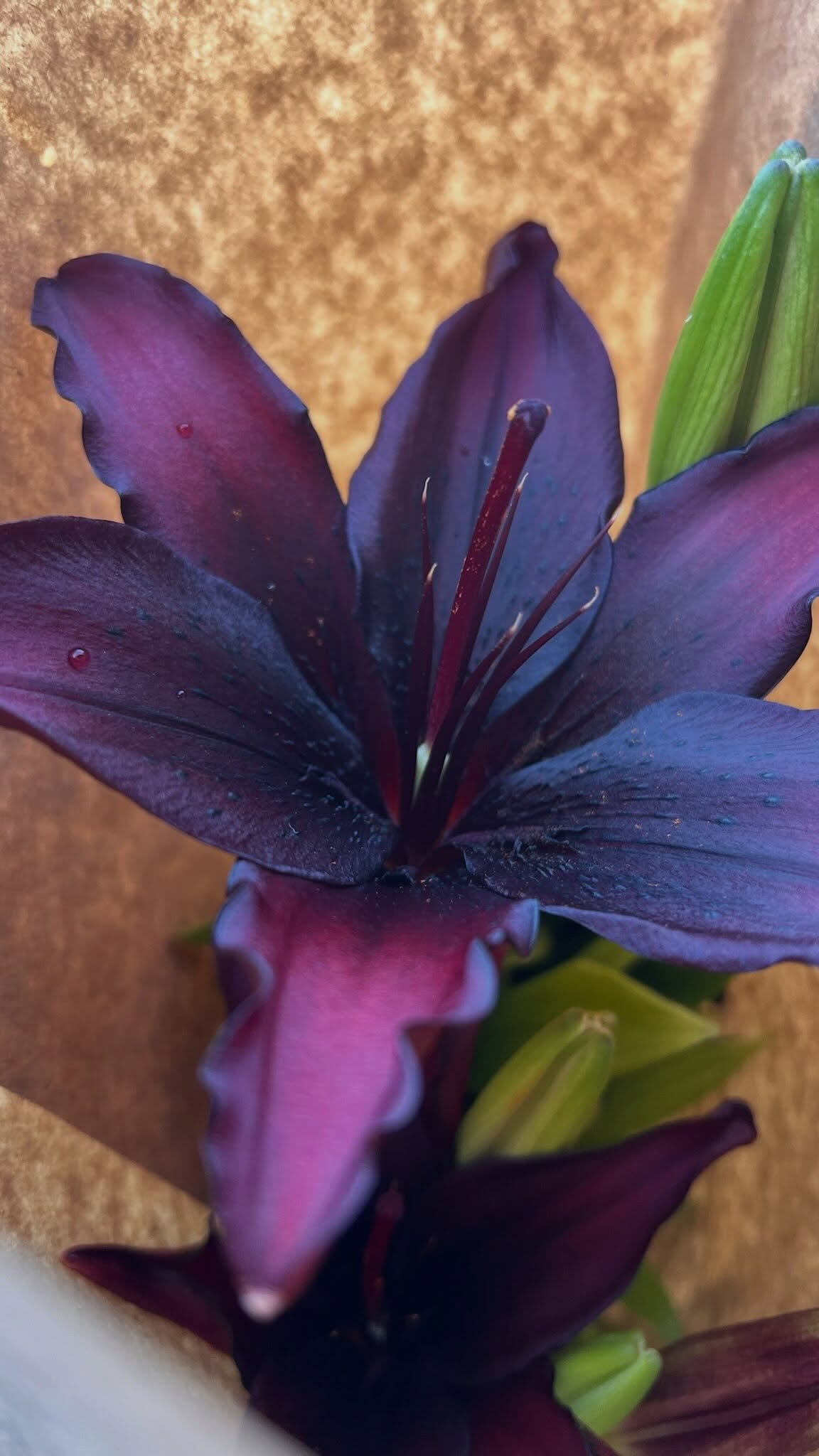 Happy Canadian Flowers Week to YOU 🇨🇦💐✨ Wishing you the best of the bounty + more — from your friends at Slow Flowers Society 💛
In the height of this special week full of Canadian blooms, we are happy to showcase our amazing Canada-based Slow Flowers Society members!
Thank you for sharing your passion and voice when advocating for the Slow Flowers Movement in your own backyards — @thelocalflowercollective, @theaugustpress, @bunkerhillflowerfarm, @prairiegirlflowers, @primrose.lane.farm, @cynthiazamaria, @masaganaflowerfarm, @blueeggsandblooms, @borealblooms, @foragedfloralsnewross, @thepetalandpollen, @wanderingbeeflowers, @fleurisorchardandblooms, @dahliamayflowerfarm, @jlynnflorals, @ladys.hat.farm, @countrycutflowers, @madvalleyfarm, @b_roseyandco, @honey.hill.farm, @harrisflowerfarm, Fulford Valley Flower Farm, @green_park_nurseries_inc, @marshdalefarmsmegan, and @theflowerwrangler.flowerfarm
#slowflowerssociety #slowflowers #slowflowersmovement #canadianflowersweek #canadianflowers