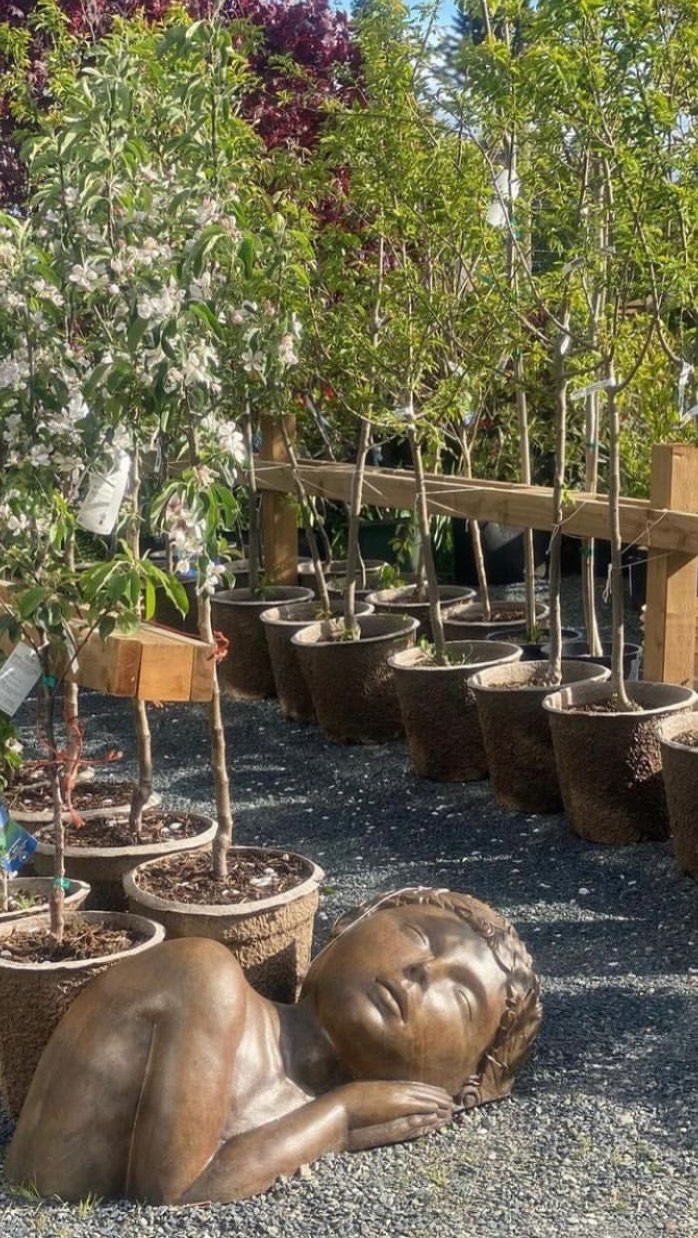 Have you had your eye on a certain tree or shrub?
Our garden centre season is winding down, and late summer into early fall is an ideal time to get them in the ground.
As the weather cools and the rain starts to come back, trees and shrubs have a chance to settle in before winter without the stress of peak summer heat.
Stop in and see what we still have available before the garden centre season wraps up September 1st!