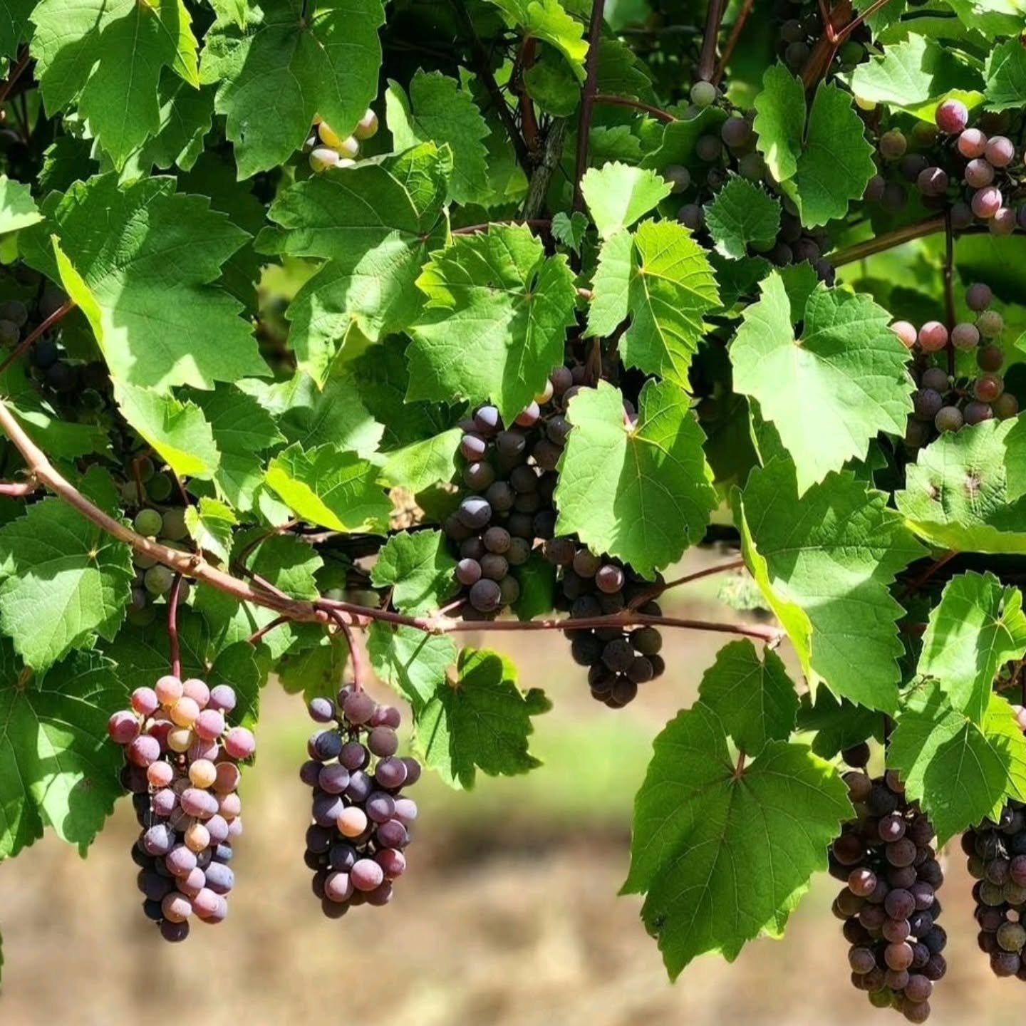 Discover more of Waupoos Estates with one of our guided tours. From our vineyards and waterfront to the cellar where our wines come to life, there’s plenty to explore.
Walking Tour | $45 | 1 hour
Take a journey through the property while learning about our rich history, grape growing, winemaking, operating farm, and farm-to-table philosophy. Enjoy a photo opportunity overlooking the stunning waterfront, then finish your experience with four selected wines paired with four curated snack bites.
Cellar Tour | $80 | 1 hour 15 minutes
Step inside our state-of-the-art cellar and discover the art of winemaking, from grape to glass. Learn about the process behind our premium wines, the history of Waupoos, and the passion that goes into every bottle.
Come explore, learn, taste, and experience Waupoos from a whole new perspective.
Book your tour and make a day of it in Prince Edward County.
#WaupoosWinery #PrinceEdwardCounty #PECWine #WineTours #OntarioWine