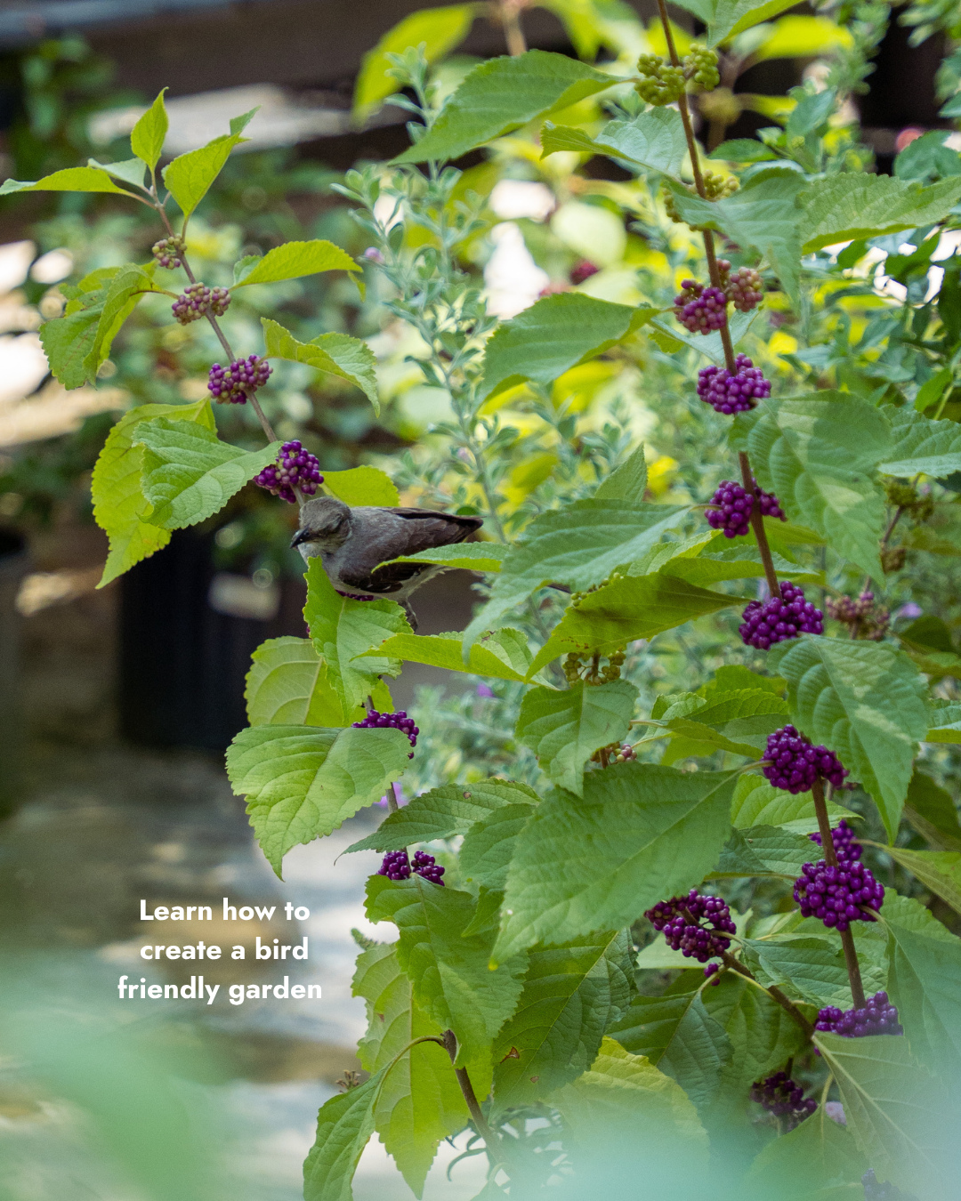 Ready to become a serious bird nerd? 🐦⬛ 🌿 Tune into WOHM 96.3 FM today at 3pm! We’re on the air every third Thursday of the month and this month we’re talking with Paula from the South Carolina Native Plant Society about gardening for birds. We’ll chat about native plants and what you can do to attract birds to your garden this fall. 🏡