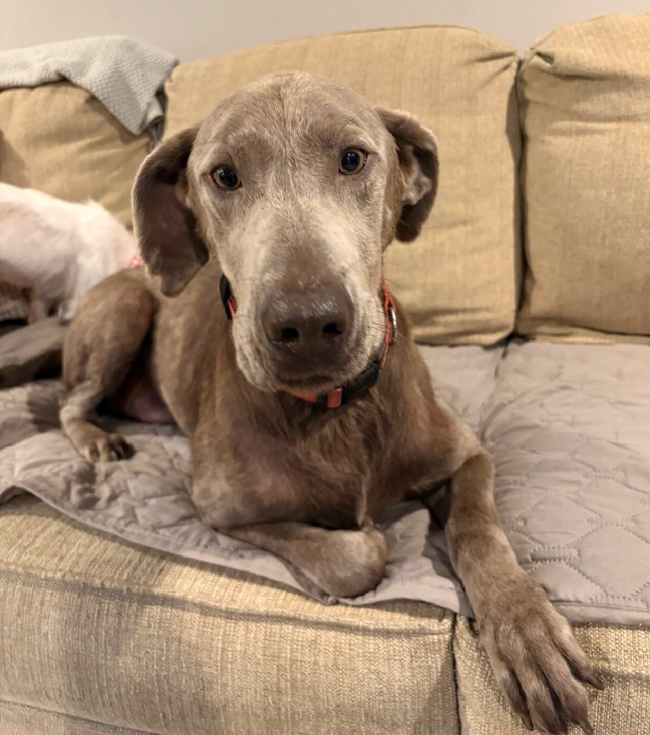 10 Labrador Retriever fun facts 🎉
Available Joey, 5 years old 🐾
1. Origin – Plot twist: they’re not from Labrador at all. They actually started out in Newfoundland, Canada 🇨🇦 hauling nets and fetching fish for fishermen.
Available Mama Tina, 2 years old.🦴
2. Coat colors – Black, yellow, or chocolate, and you can get all three flavors in one litter. Nature’s version of a variety pack.
Available Gerald 2 years old 🐾.
3. Double coat – Short, dense, water-resistant double coat. Translation: they shed like it’s their part-time job! 😆 But they’re basically wearing a wetsuit at all times.
Available Pickle, 2.5 years old 🦴.
4. Webbed feet – Slightly webbed paws plus a thick “otter tail” that tapers to a point make Labs natural born swimmers!
Available Zoey 5 years old 🐾.
5. Temperament – Friendly, outgoing, professional people-pleasers!! Fantastic family dogs, absolutely useless guard dogs… 🤣 an intruder would get a wagging tail, a toy dropped at their feet, and maybe a full tour of the house! 🙄
Available Sadie 6 years old 🦴.
6. Energy level – They need 1-2 hours of exercise daily (unless you get the couch potato variety!) or they’ll happily redecorate your couch cushions for you (aka Max..) 🫤
Available Daisy 3 months old 🐾.
7. Popularity – Labs were America’s #1 dog for over 30 years straight before the French Bulldog swooped in and stole the crown (darn Frenchies) 😝
Available Rocky 1 years 3 months old 🦴.
8. Working roles – Smart & soft-mouthed enough to be guide dogs, search-and-rescue dogs, and detection dogs for drugs, explosives, even medical alerts! Or…professional couch surfer & kitchen floor cleaner 😋
Available Pierogi 7 months old 🐾.
9. Appetite – Labs will eat like they’ve never seen food before, every 👏single 👏meal! There’s even a gene mutation (POMC) that’s been found in a lot of them, basically explaining why they’re always “starving” five minutes after dinner ⏰
Available Mabel, 3.5 years old.
10. 220 million scent receptors versus our pitiful 5 million. Your Lab can smell the pizza you ate 3 miles away! 🍕
Any Labrador facts you want to share about your own Lab? We’d love to hear them! 👂