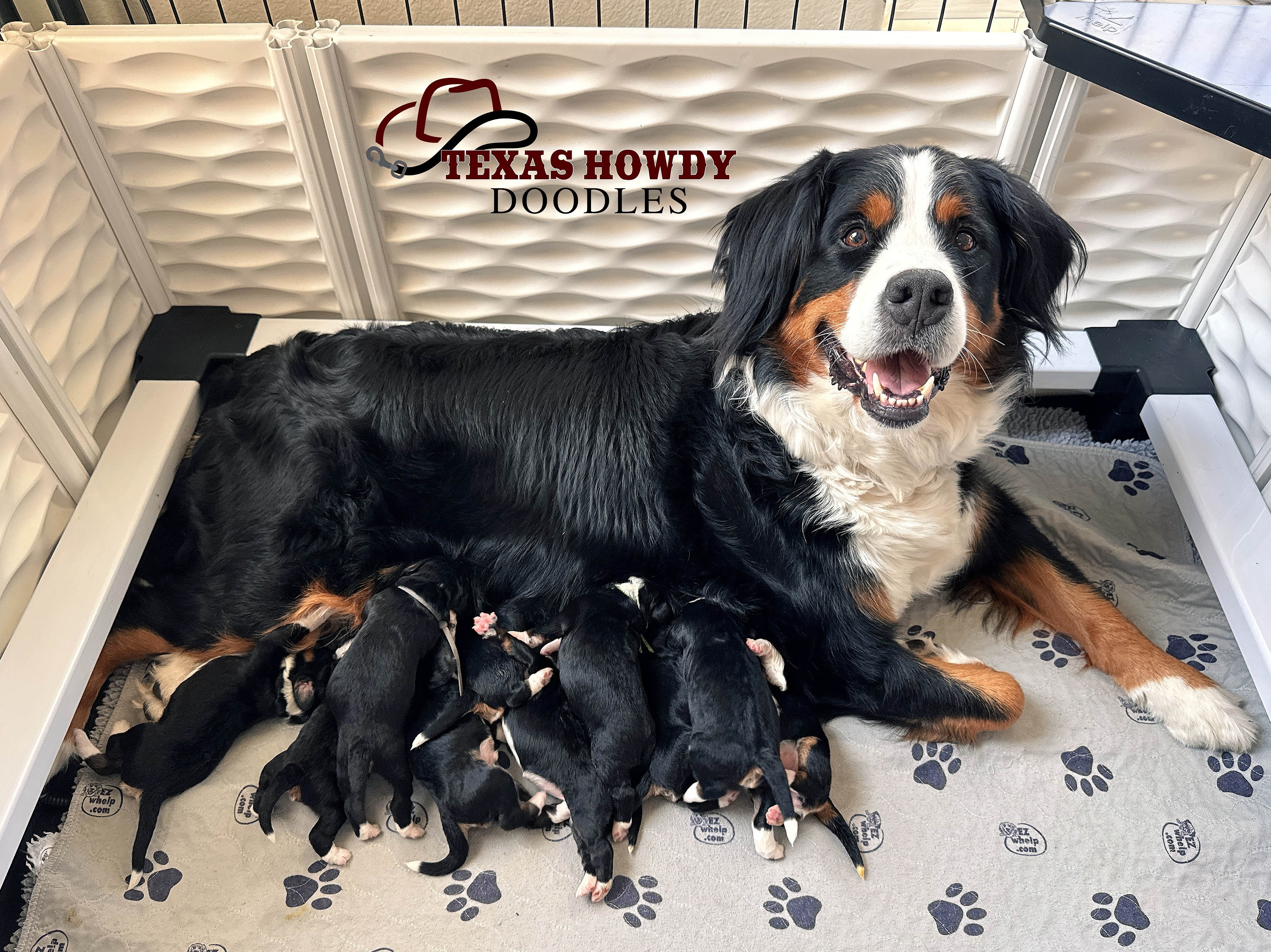 ONE WEEK OLD! 🤎🐾
I’m happy to report that Remi’s babies have officially mastered their very demanding newborn schedule…
Eat. Sleep. Poop. Repeat. 😂
They are absolutely crushing it.
Meanwhile, Remi continues to be the sweetest, most devoted mama. She rarely leaves their side for long and is doing such an incredible job taking care of this little crew.
We’ve also officially started our Puppy Culture ENS enrichment, which means even while life looks like mostly milk and naps right now, we’re already doing those tiny, intentional things that help build strong, confident puppies later on. 🥰
One week down…and so much fun ahead. Their eyes will start opening soon, those wobbly little legs will get moving, and before we know it, the puppy room is going to get a WHOLE lot louder. 😂
We have 2 openings on this litter. If you are interested, please go to our website and fill out a puppy application. 🙌🏻 🐶