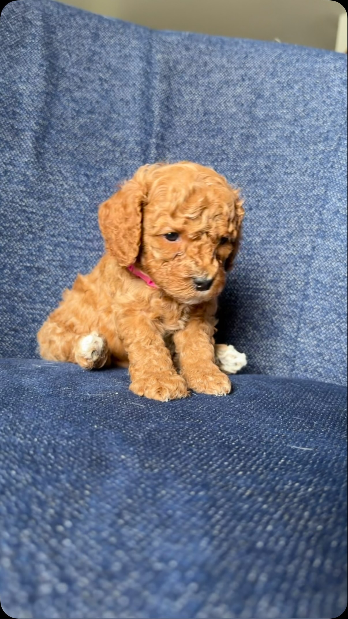 Lady Whistledown! With her curly red locks! #cavapoo #puppies #puppypawscolorado #cavapoopuppy #puppylove