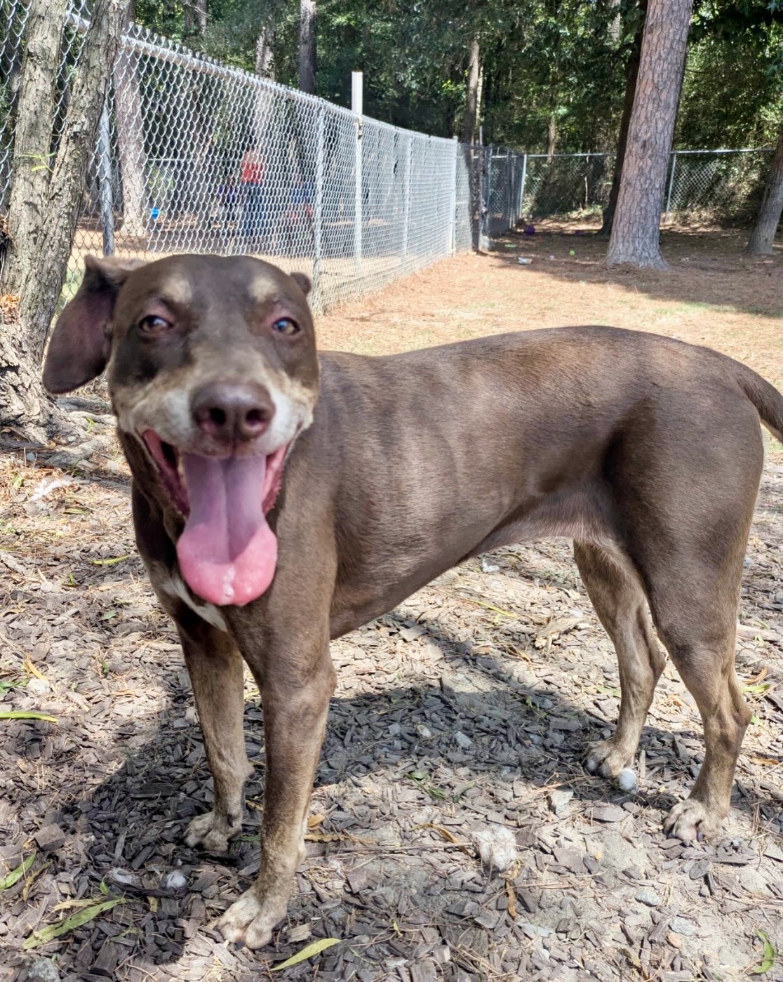 Meet Lady Sherlock!
We think she would make the perfect family dog. We’re working on getting more pics, but you need to go meet her in person. 👀
She’s a little shy at first but quickly becomes your friend. She’s good with dogs, cats, and children.
She is potty and crate trained, and loves walks.
Meet Lady Sherlock at the Little Rock Animal Village, 4500 Kramer Street, Tuesday-Saturday, 10:30-5.
No appointment 📅 needed.
Her spay, shots, microchip, and heartworm test are all included in her $90 adoption fee.