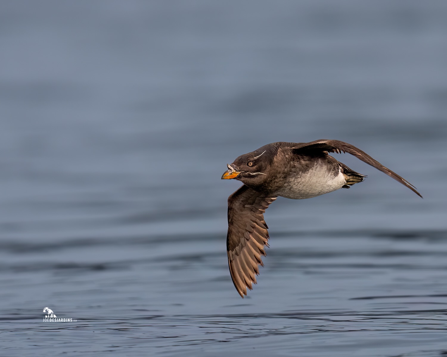 While we were on the search for whales, orcas, etc. with @abucciphoto ,there was these fast little birds flying all around us. Turns out they are a pretty cool looking bird, the Rhinoceros Auklet! They will lose that cool looking horn after breeding season.
Stay Wild. Stay Curious.
PNW
Sony Alpha A1 II, FE 600 f4
1/5000 sec @ f4 ISO 400
#sonyalpha #SonyAlphacanada #joedesjardinsca #sharecangeo #rhinocerosauklet