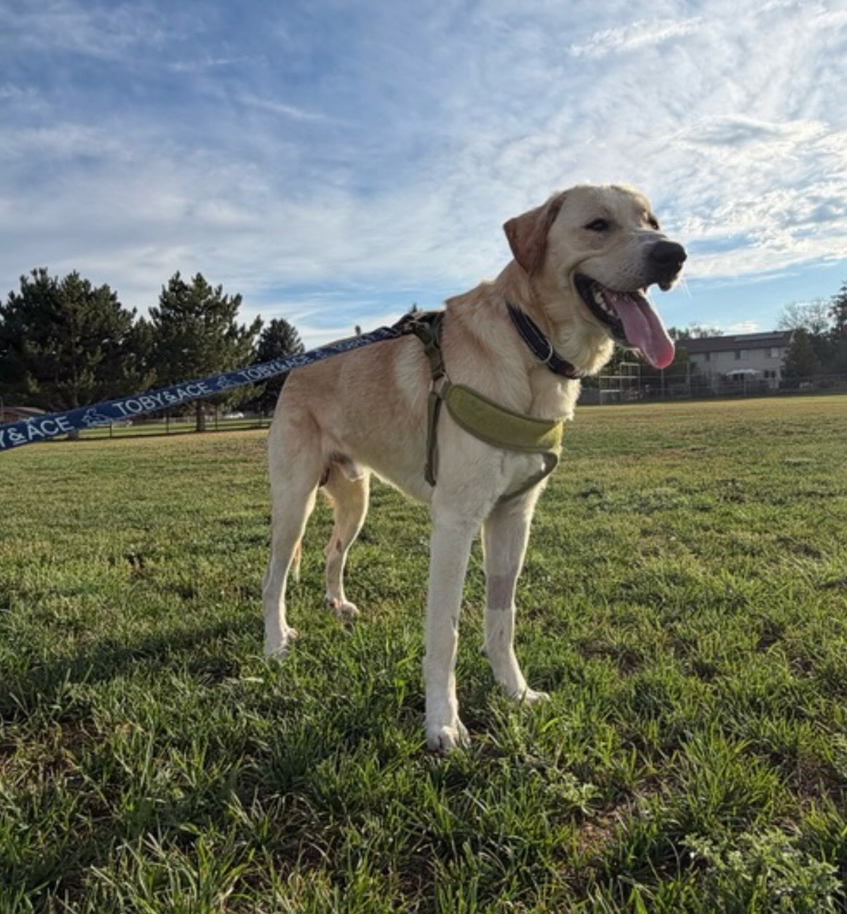 ***ADOPTED***
Pup of the Day: Pickle, 2.5 years old!
Meet Pickle; our goofy, toy-obsessed mountain loving pup in the making! This silly sweetheart loves wrestling with his foster brother, chewing his bones & cracking his foster family up daily with his antics 😆
He can be a little shy when meeting new people at first, but give him some time & space, he’ll warm right up and show you his goofy side.
Pickle was pulled from a high-kill shelter in Alabama & made the journey all the way to Colorado, ready to start his new life as a goofy, snuggly mountain dog! 🐶
He’s great with other dogs, playing well with the family pup & reads social cues like a pro, knowing exactly when it’s time to settle down. If you have a dog in your hime, Pickle would be one happy boy! He hasn’t been cat tested & has a high prey drive, so a cat-free home is best.
With his sweet nature, we think he’d do wonderfully with respectful kids 👶🏼
Pickle is potty trained, sleeps quietly through the night; crated beside his foster parents bed. He free roams like a champ, especially with a peanut butter Kong to keep him busy, no destruction here! He does pull a bit on leash, but he’s improving with every walk.
If you are already an approved adopter and want to meet or adopt Pickle, please contact your adoption coordinator. Or you can fill out an application at mhlrm.com
