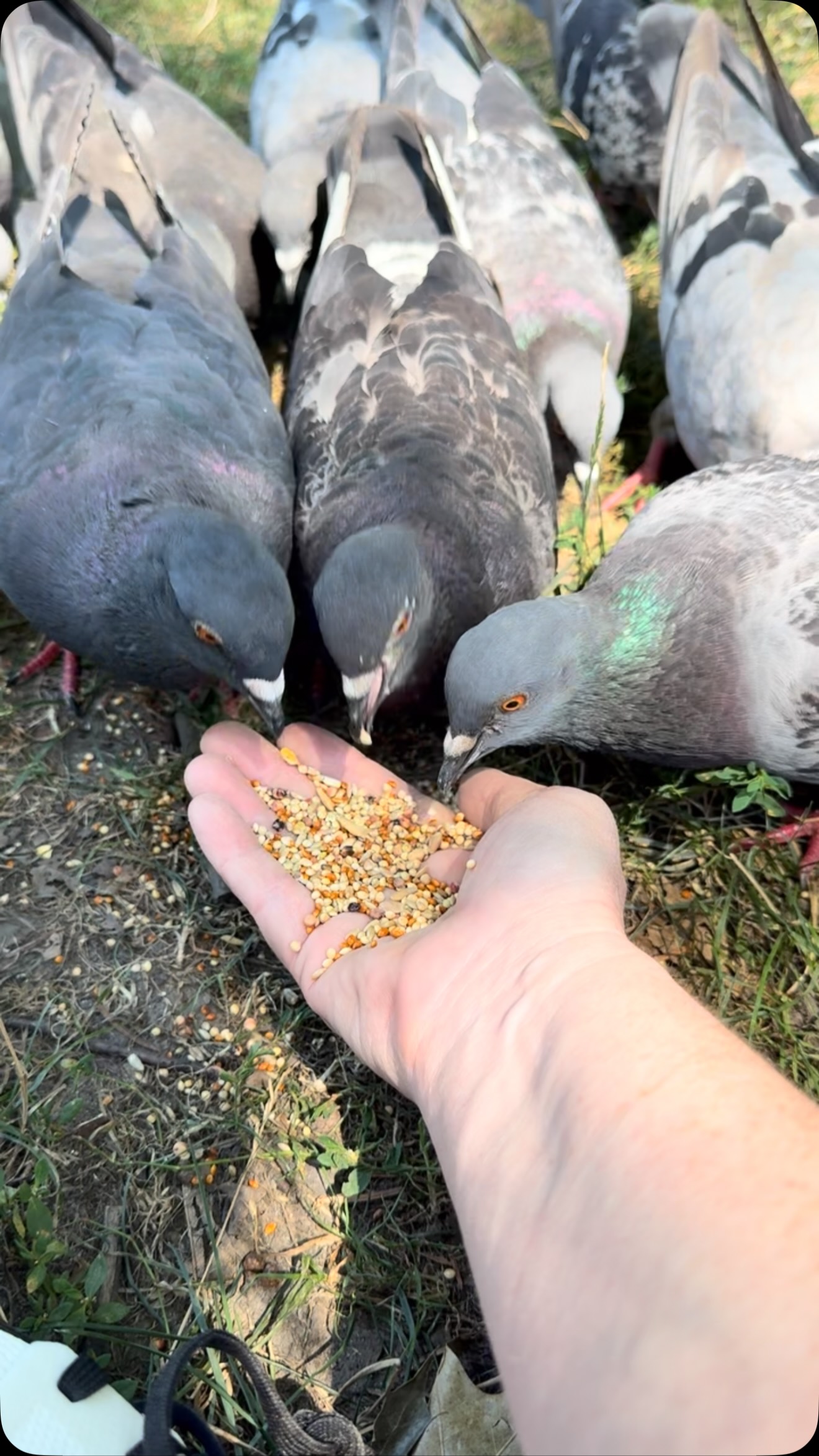 6 lbs of pigeon feed - $13.99
Selfie stick I couldnât figure out how to use 𤪠- $24.99
TSA personal review of suspicious bird seed in carry on - free
Winning the trust of NYC pigeons and becoming a perch - priceless đ¤ŞđĽ° #centralparknyc #pigeons #nycpigeons #redventureswanderingginger #birdfeeder